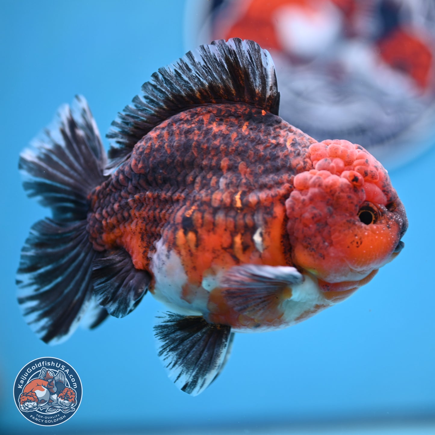 Red Kirin YuanBao Oranda 5 inches - Male (241129_OR10) - Kaiju Goldfish USA