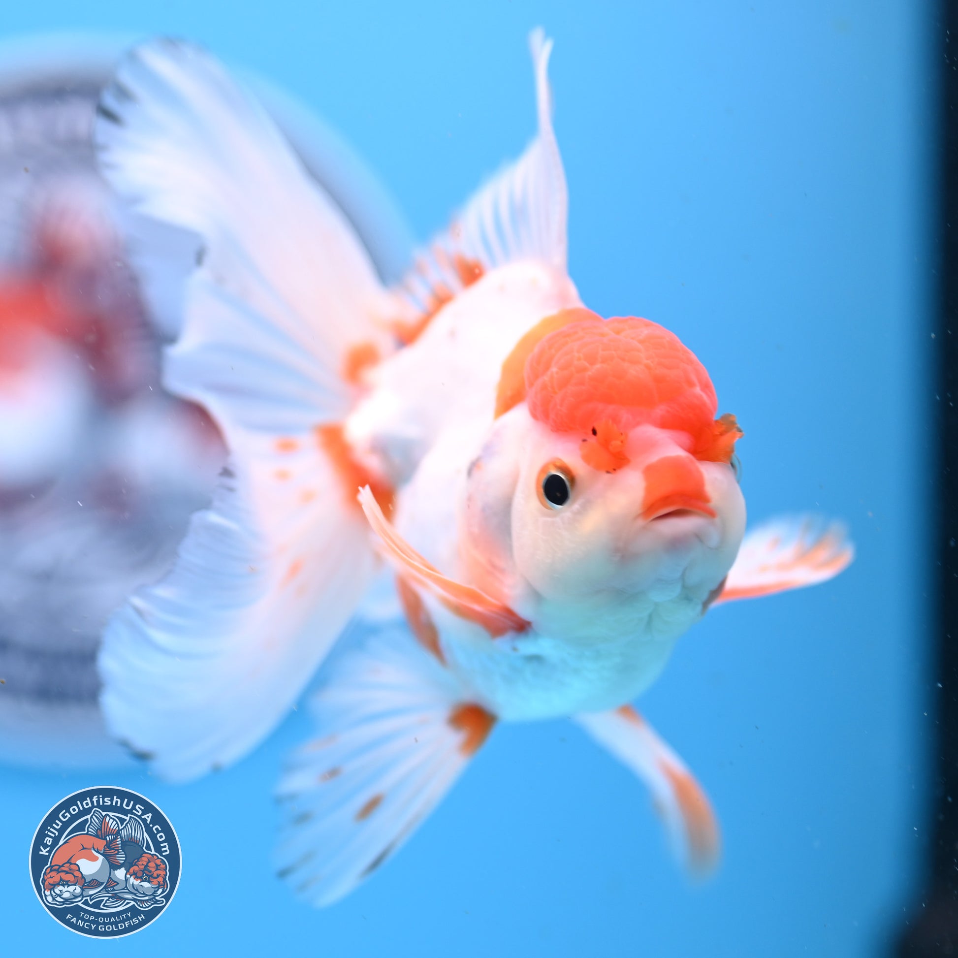 Red White Orchid Tail Oranda 3.25in Body (240830_OR10) - Kaiju Goldfish USA