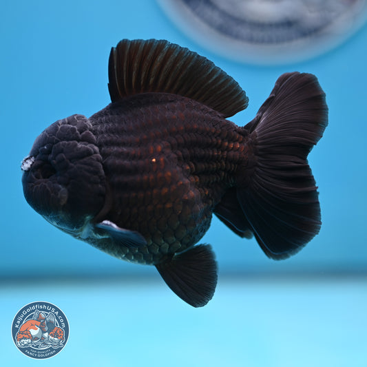 Black YuanBao Oranda 3.5 inches Body - Male (250221_OR10)