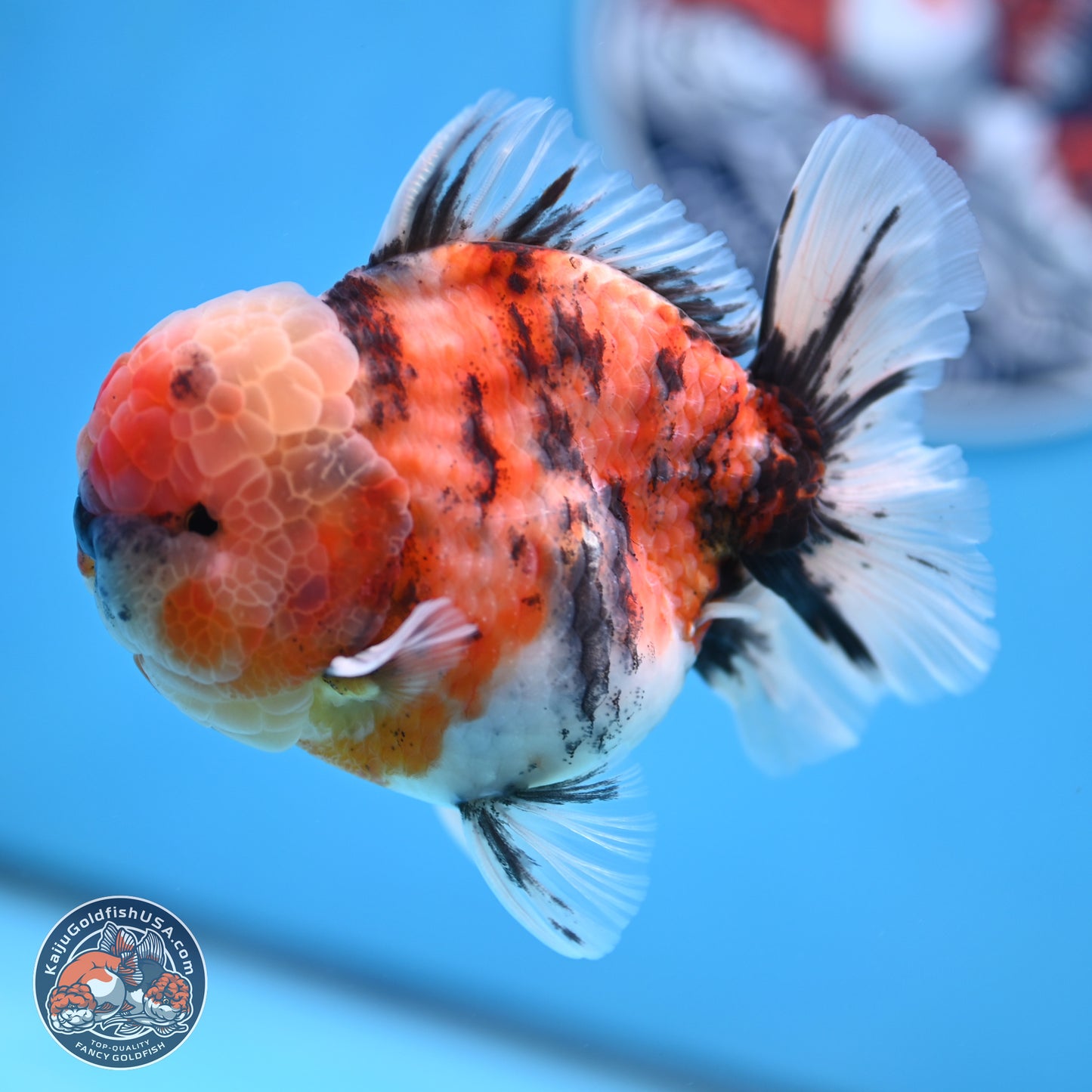 Tricolor Tiger YuanBao Oranda 3.5 inches Body - Male (250314_OR10)