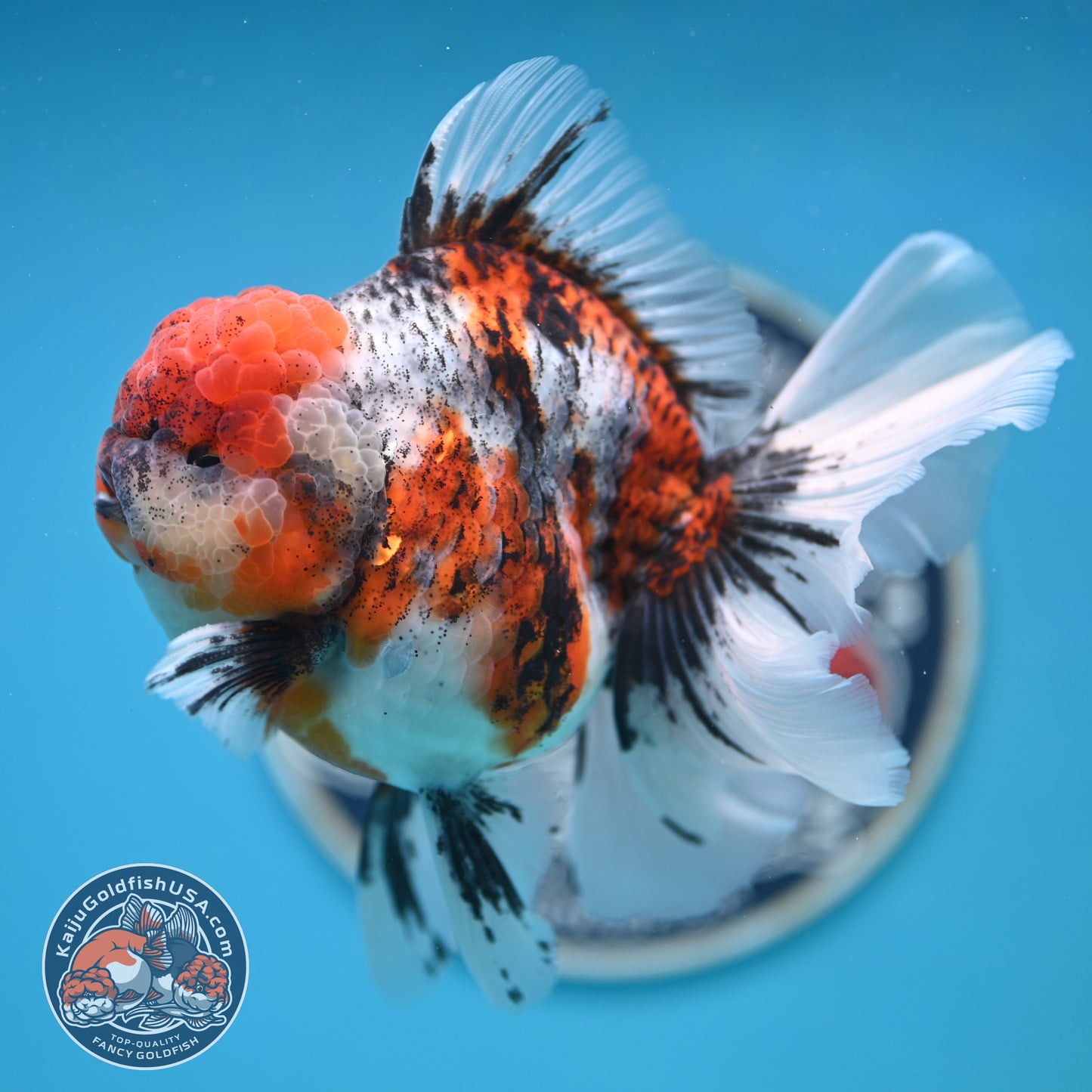 Tricolor Tiger Rose Tail Oranda 4 inches Body (250502_OR10)