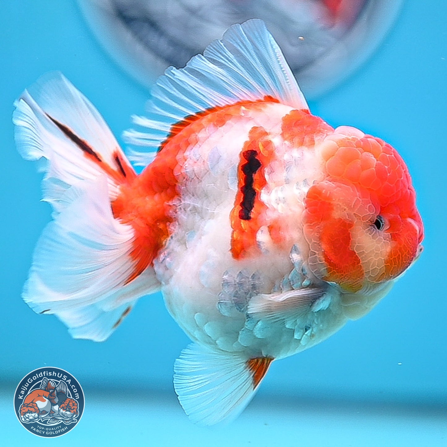 Tricolor Sakura Rose Tail Oranda 3.5 inches Body - Male (250214_OR10)