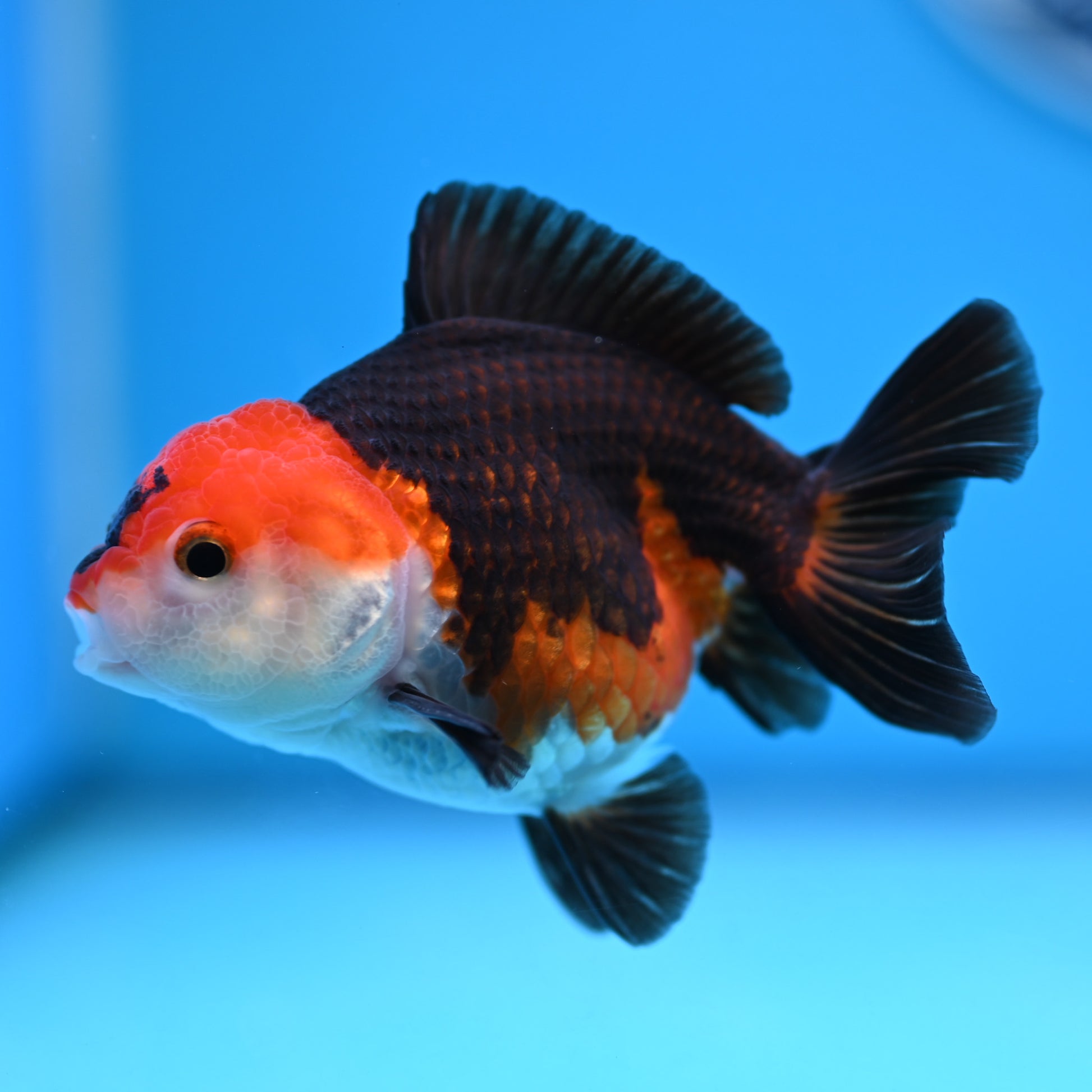 Tricolor Oranda 3.5-4 inches (241011_OR10) - Kaiju Goldfish USA