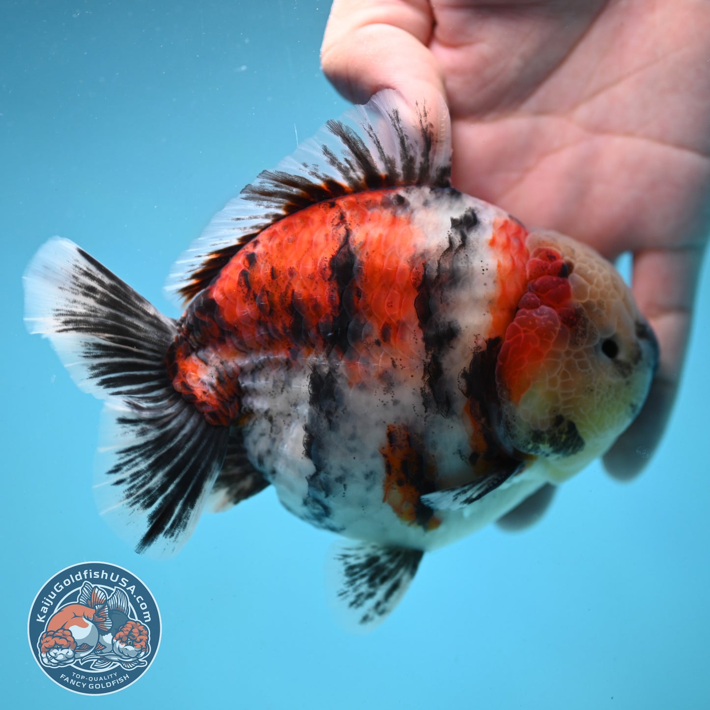 Sakura Tricolor Tiger Oranda 4 inch Body (250919_OR10)