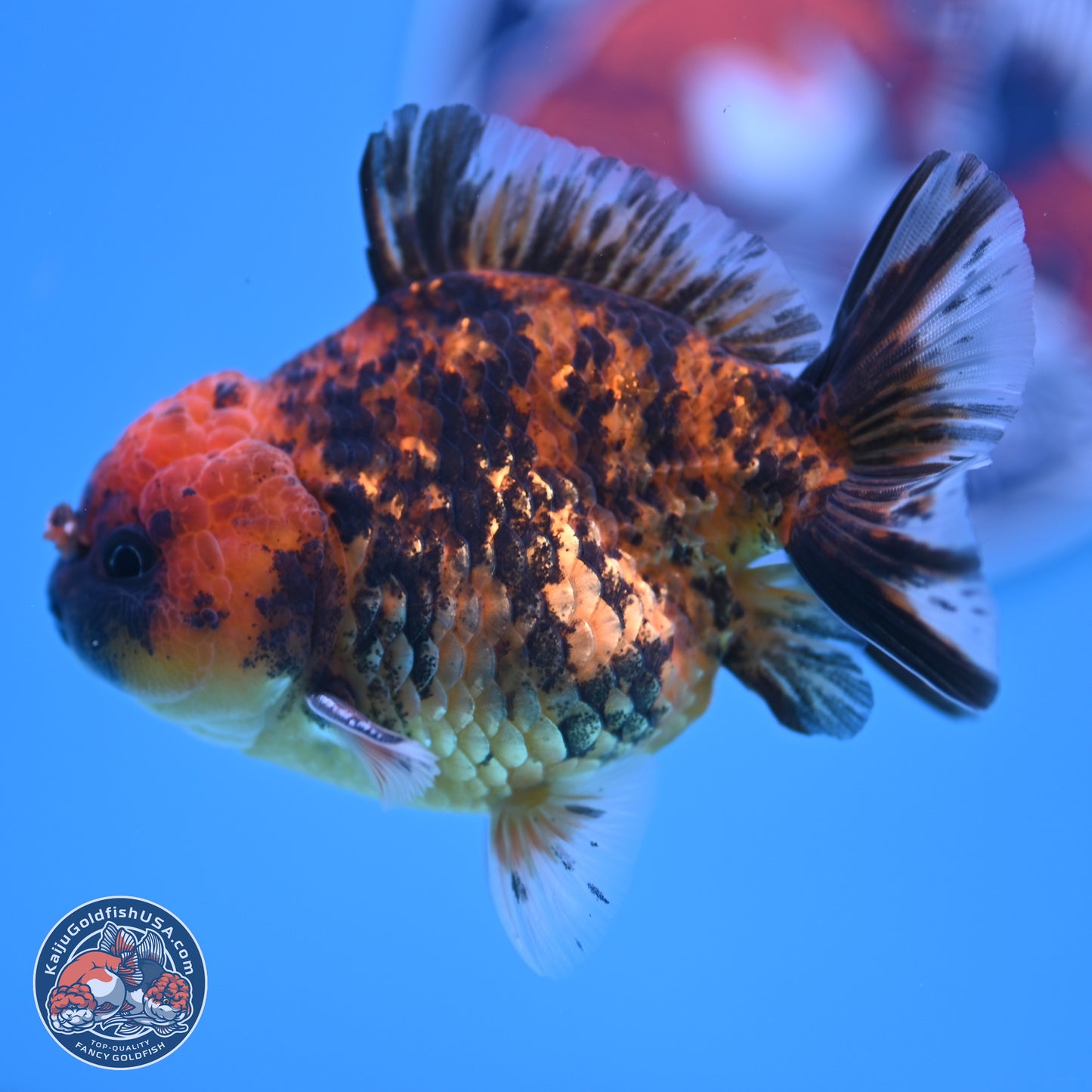 Shogun Tiger YuanBao Oranda 3.5in Body (240802_OR10) - Kaiju Goldfish USA