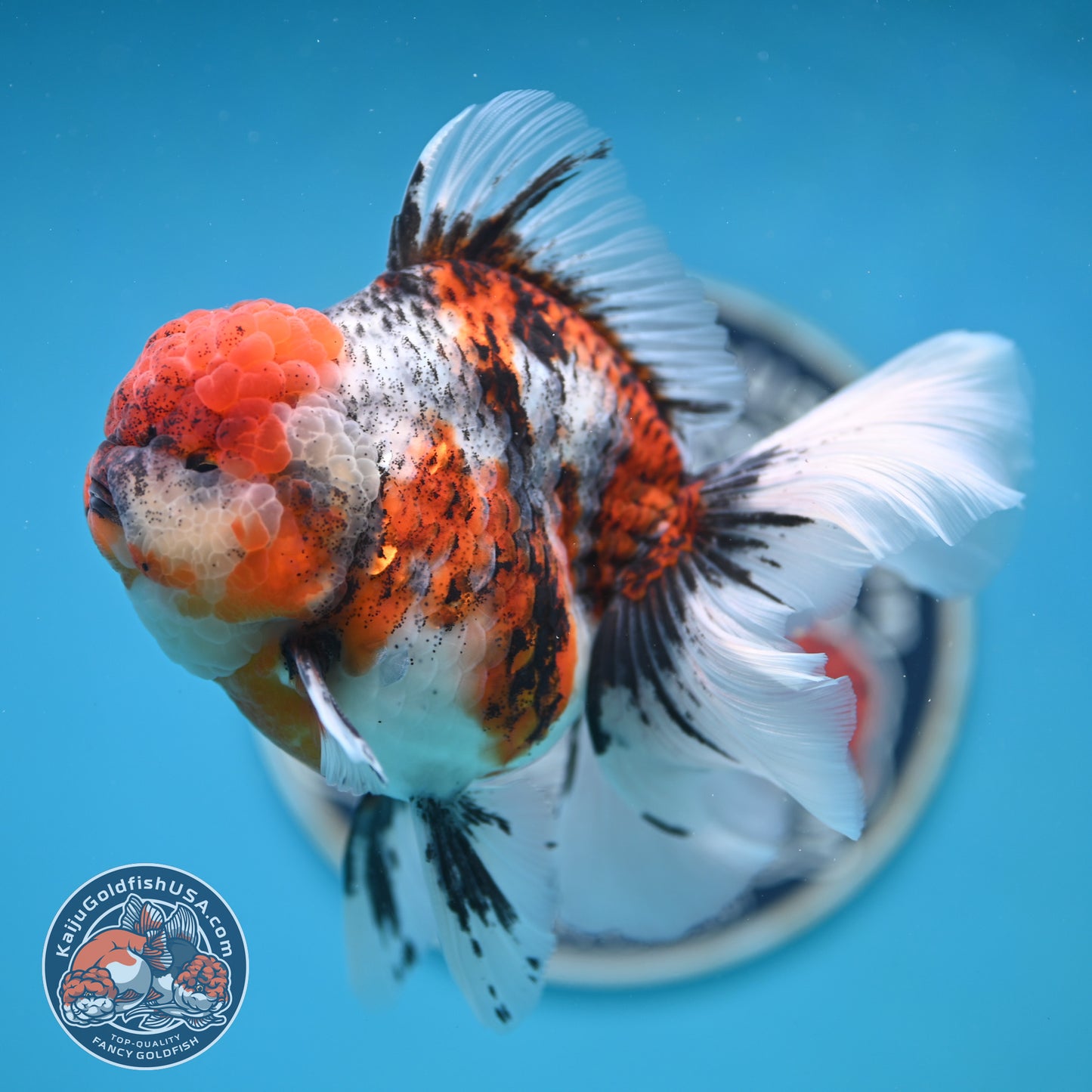 Tricolor Tiger Rose Tail Oranda 4 inches Body (250502_OR10)