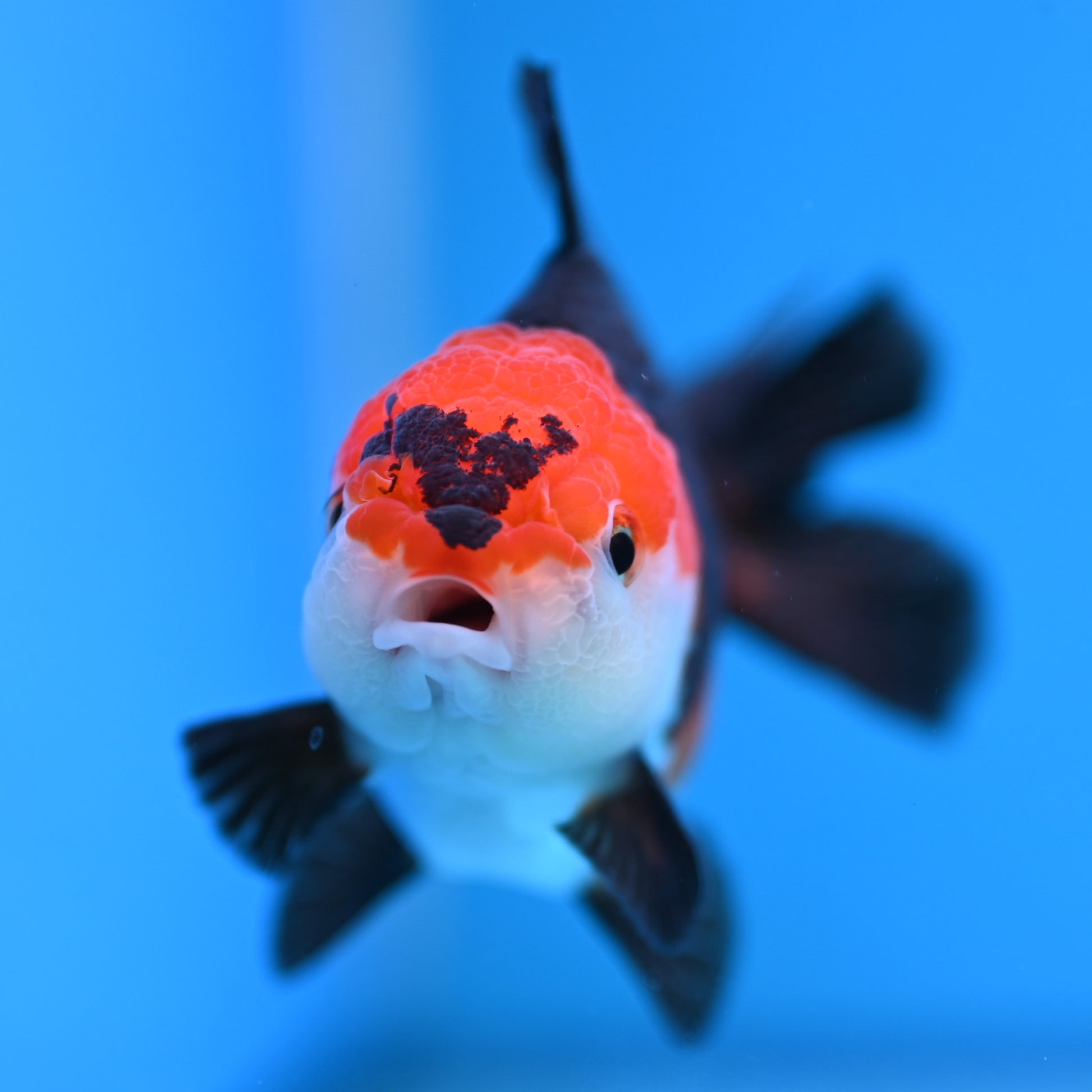 Tricolor Oranda 3.5-4 inches (241011_OR10) - Kaiju Goldfish USA