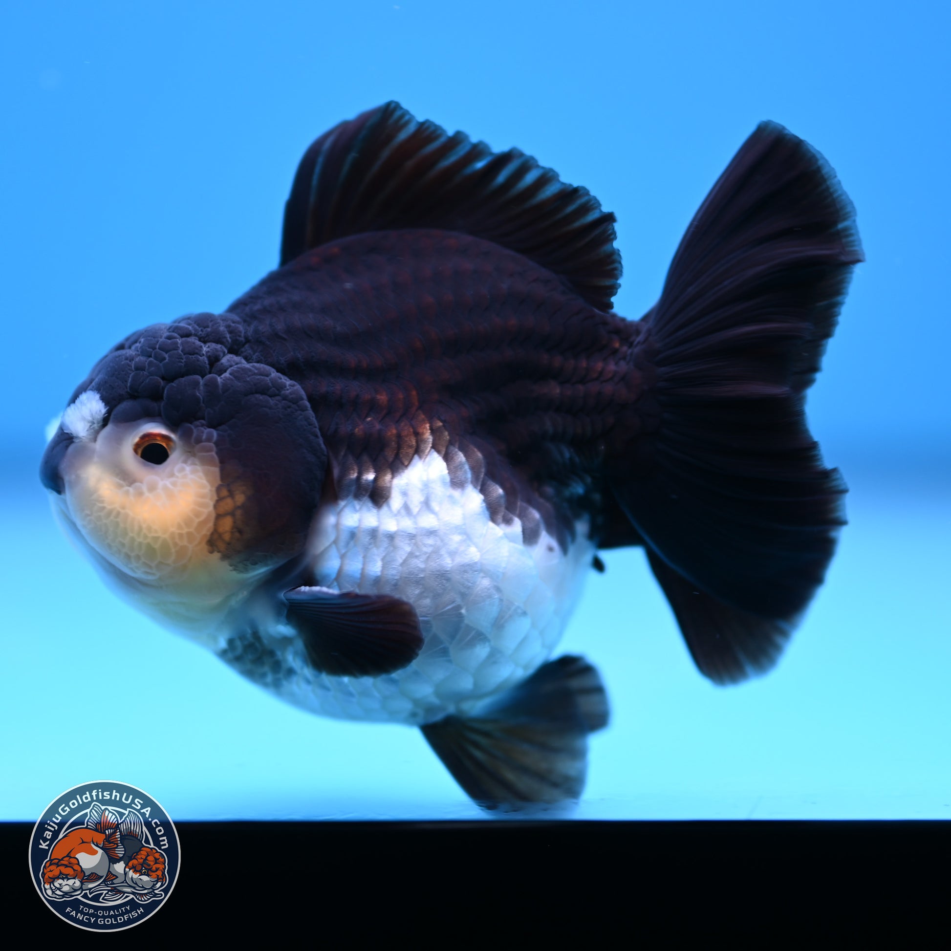 Panda YuanBao Oranda 3.5 inches Body - Male (241227_OR10) - Kaiju Goldfish USA