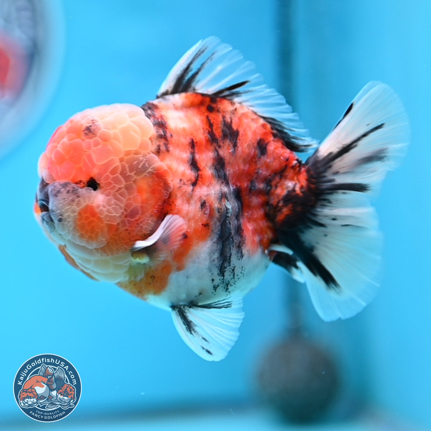 Tricolor Tiger YuanBao Oranda 3.5 inches Body - Male (250314_OR10)