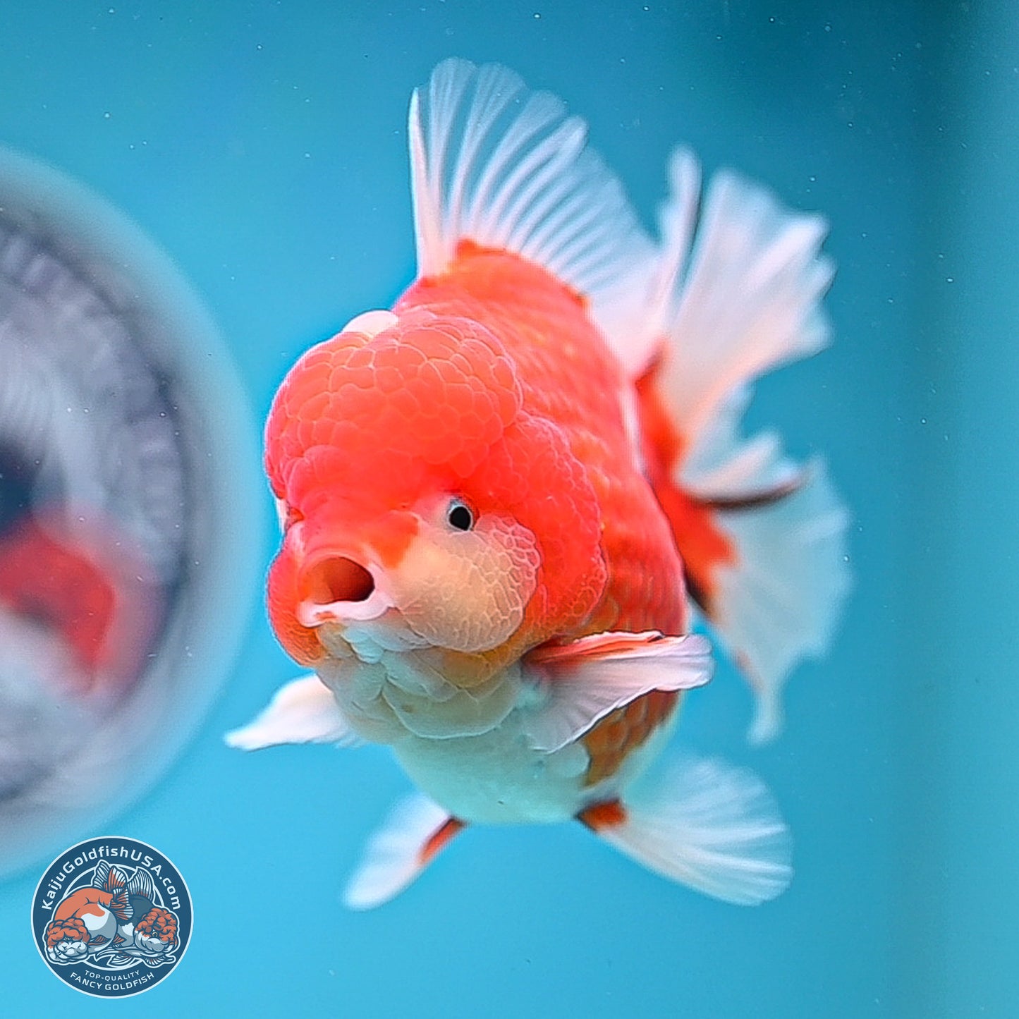 Tricolor Sakura Rose Tail Oranda 3.5 inches Body - Male (250214_OR10)