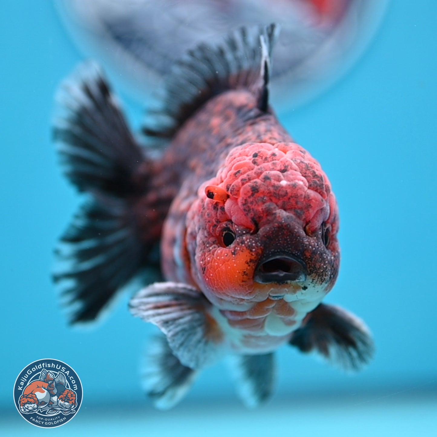 Red Kirin YuanBao Oranda 5 inches - Male (241129_OR10) - Kaiju Goldfish USA