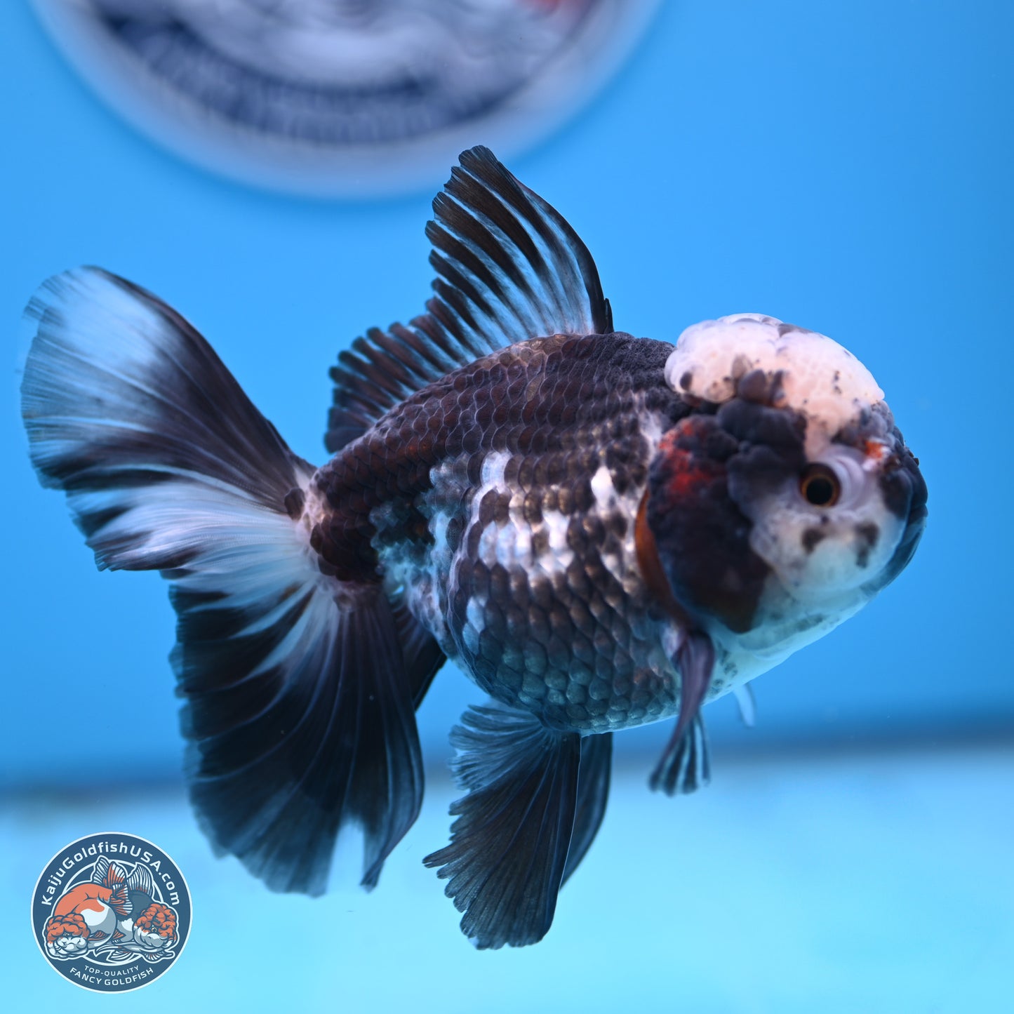 Panda Rose Tail Oranda 4.5 inches - Male (241206_OR10) - Kaiju Goldfish USA