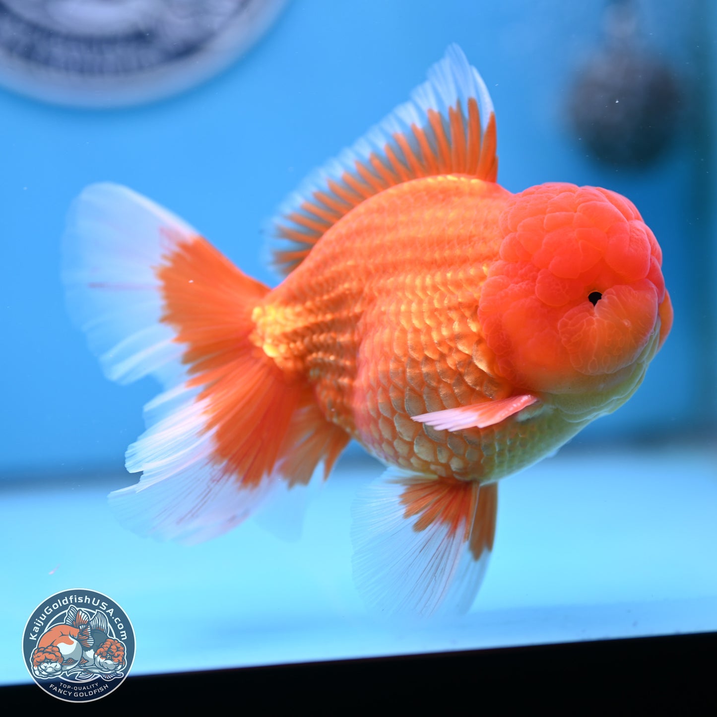 Classic Red Rose Tail Oranda 4 inches Body - Male (250404_OR10)