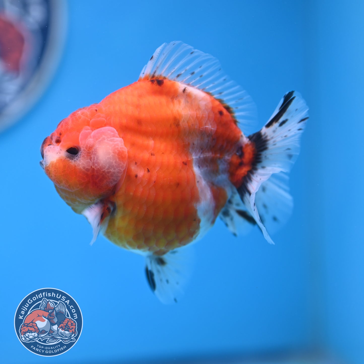 Shogun Tricolor Sakura Oranda 3.5 inches Body (250530_OR10)