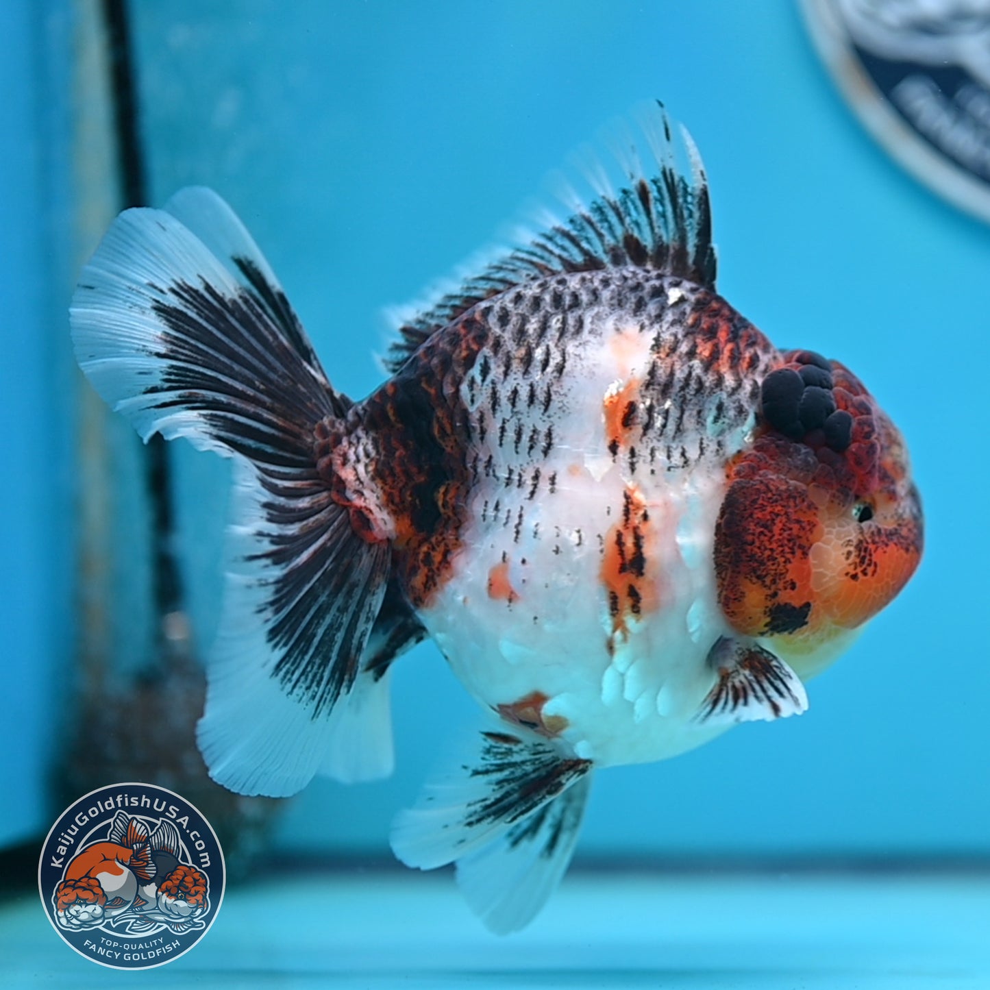 Grey Kirin Rose Tail Oranda 4 inches Body (250516_OR10)