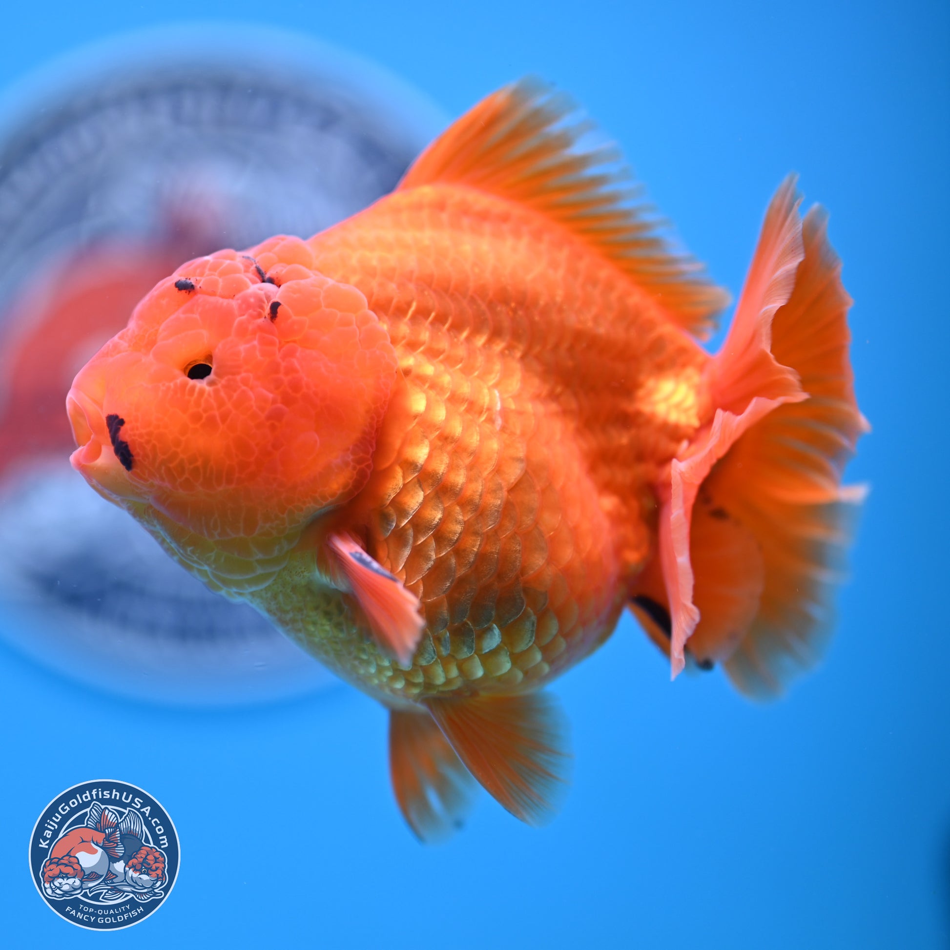 A Grade Shogun Classic Gold Short Tail Oranda 4-4.5 inches (240906_OR10) - Kaiju Goldfish USA