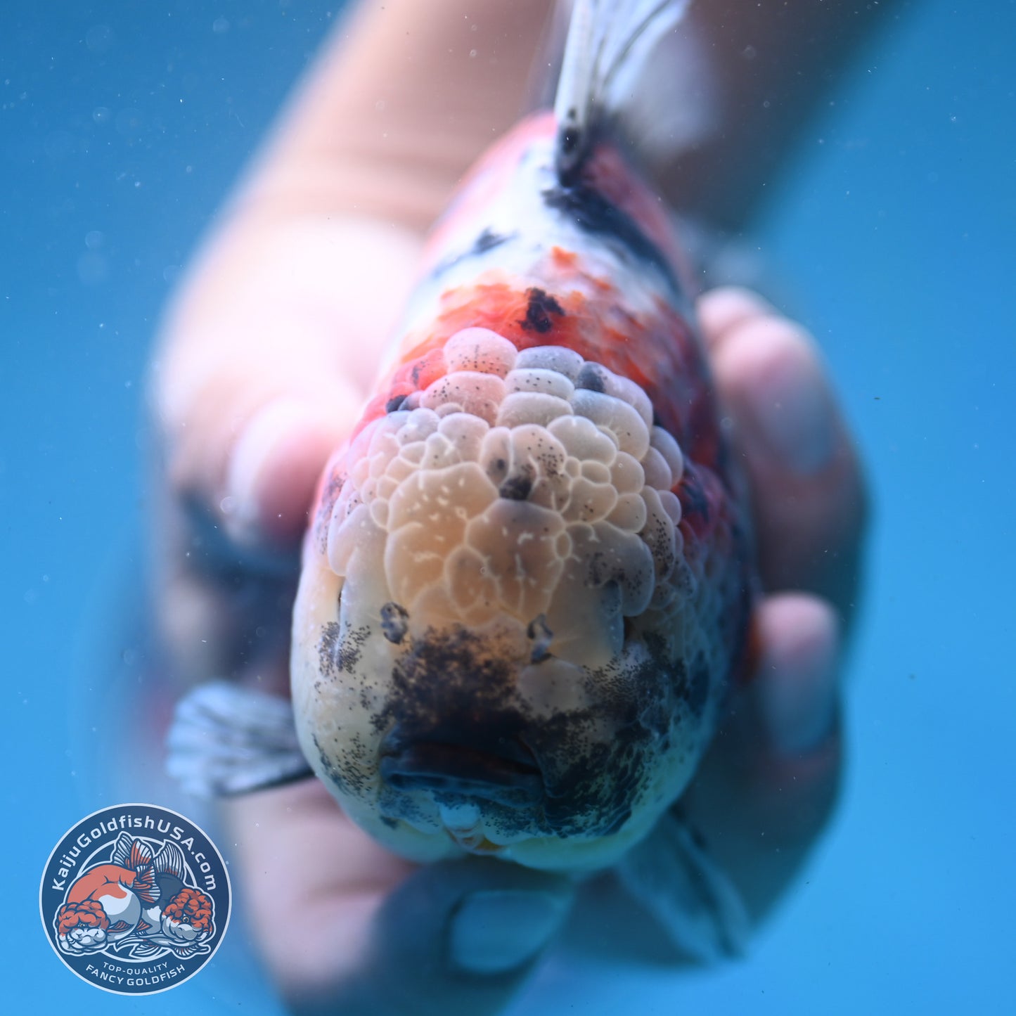Sakura Tricolor Tiger Oranda 4 inch Body (250919_OR10)