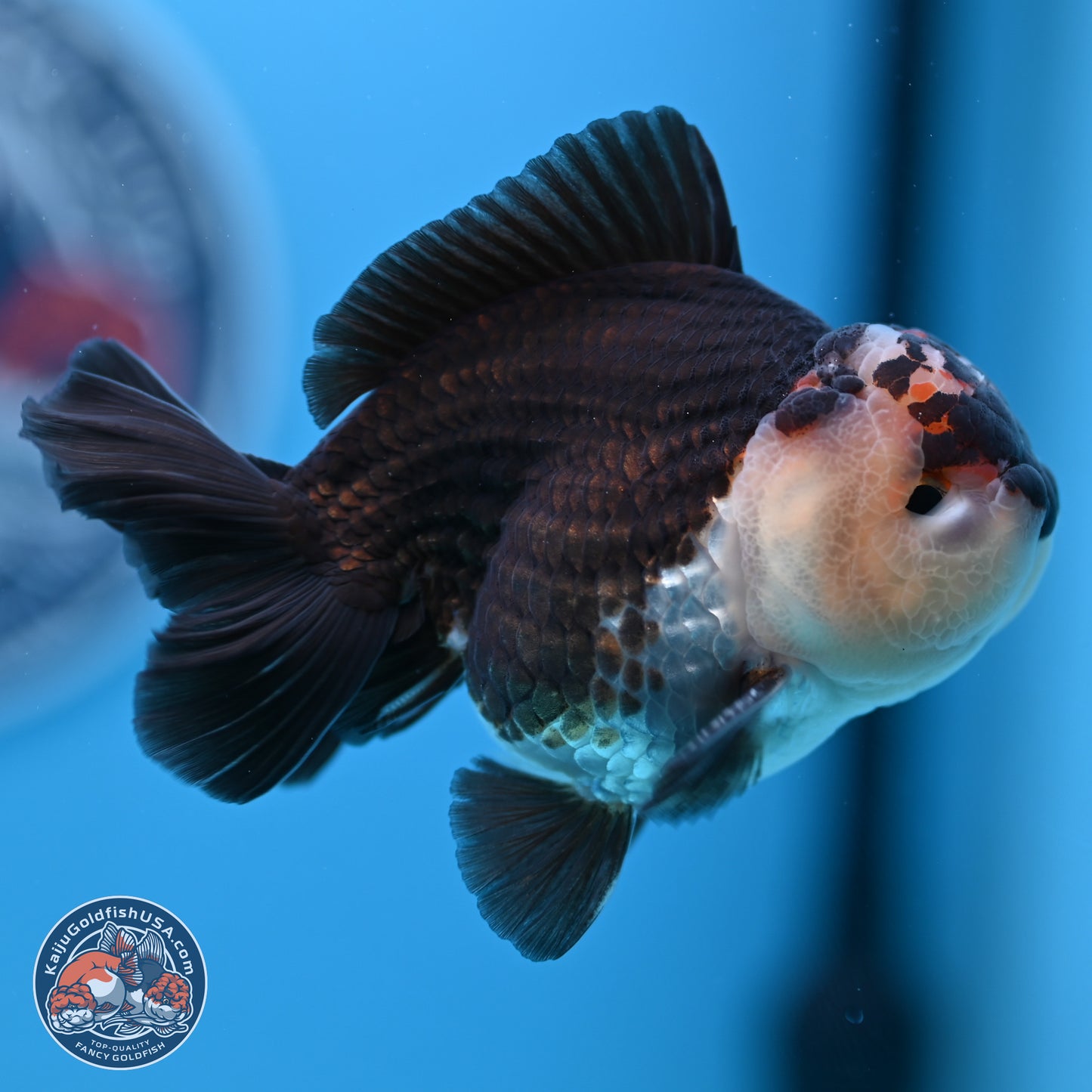 Tricolor Oranda 3.5-4.5 inches (240913_OR10) - Kaiju Goldfish USA