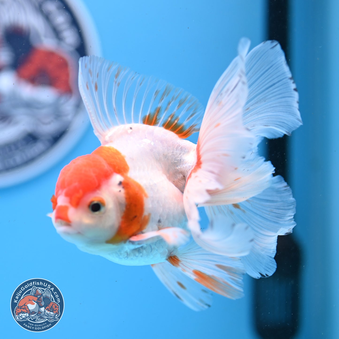 Red White Orchid Tail Oranda 3.25in Body (240830_OR10) - Kaiju Goldfish USA