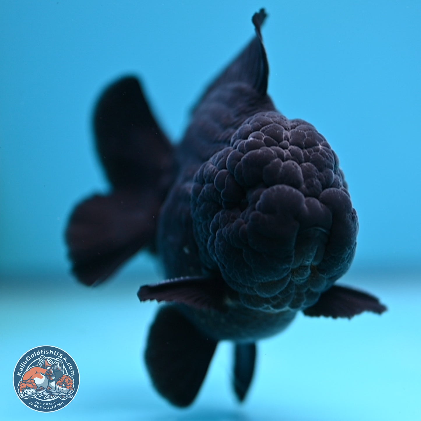 Shogun Jet Black Oranda 3.5 inches Body - Male (250207_OR10)