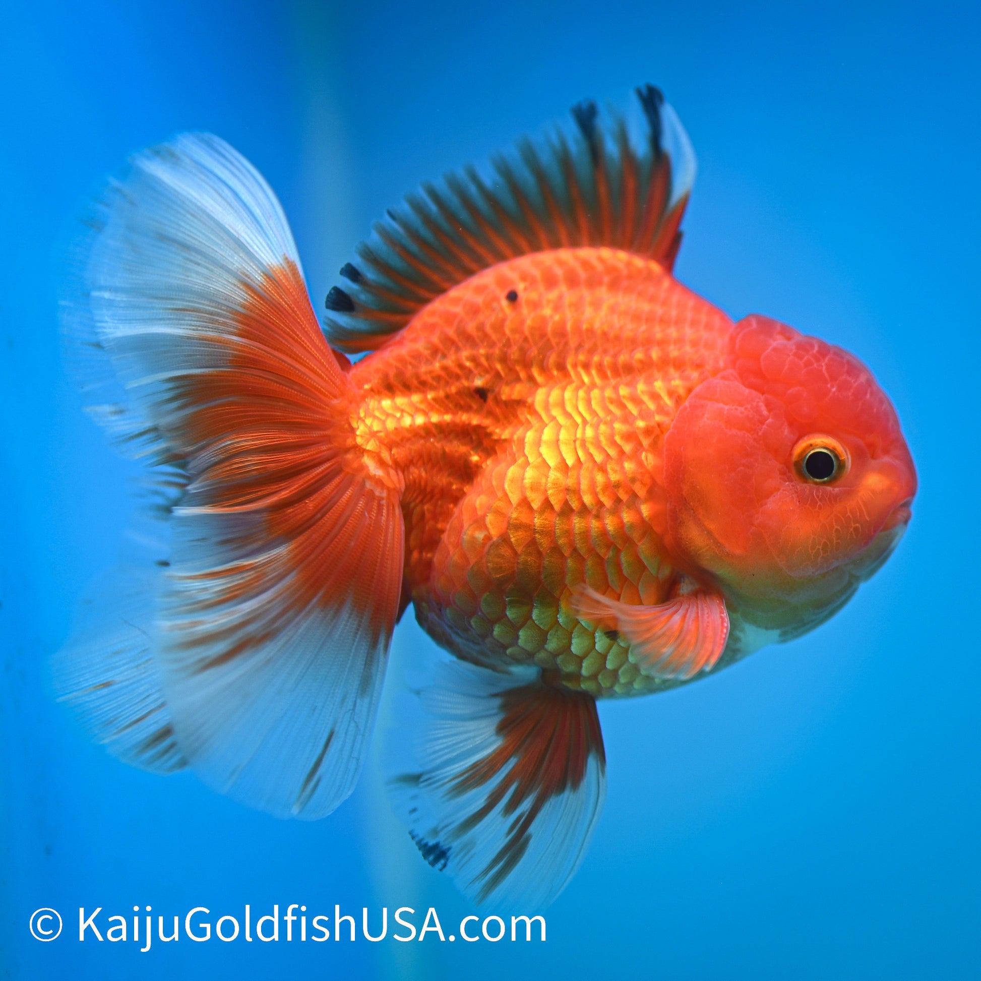 Rose Tail Red White Oranda 4.5-5 inches (240322_OR10) - Kaiju Goldfish USA