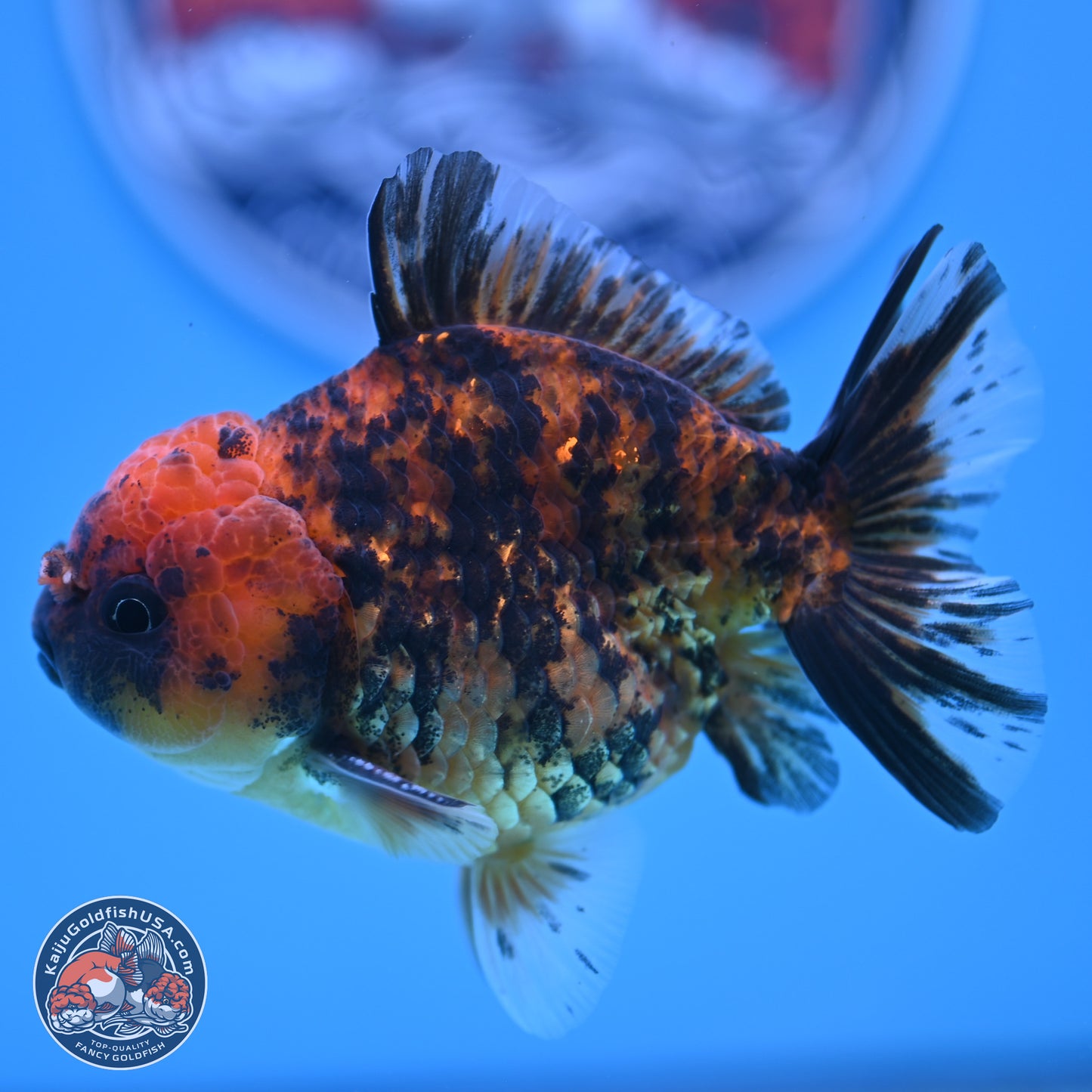 Shogun Tiger YuanBao Oranda 3.5in Body (240802_OR10) - Kaiju Goldfish USA