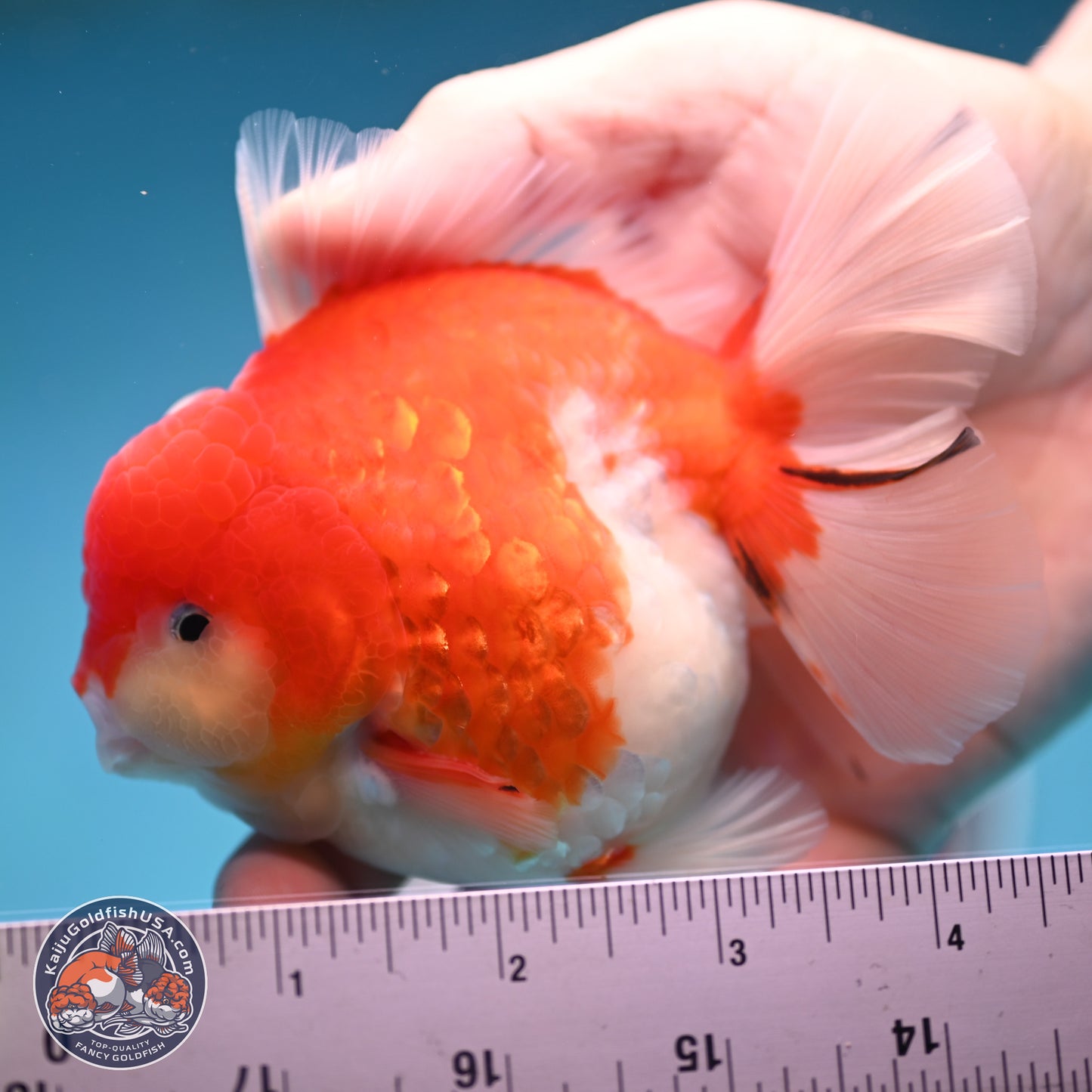 Tricolor Sakura Rose Tail Oranda 3.5 inches Body - Male (250214_OR10)