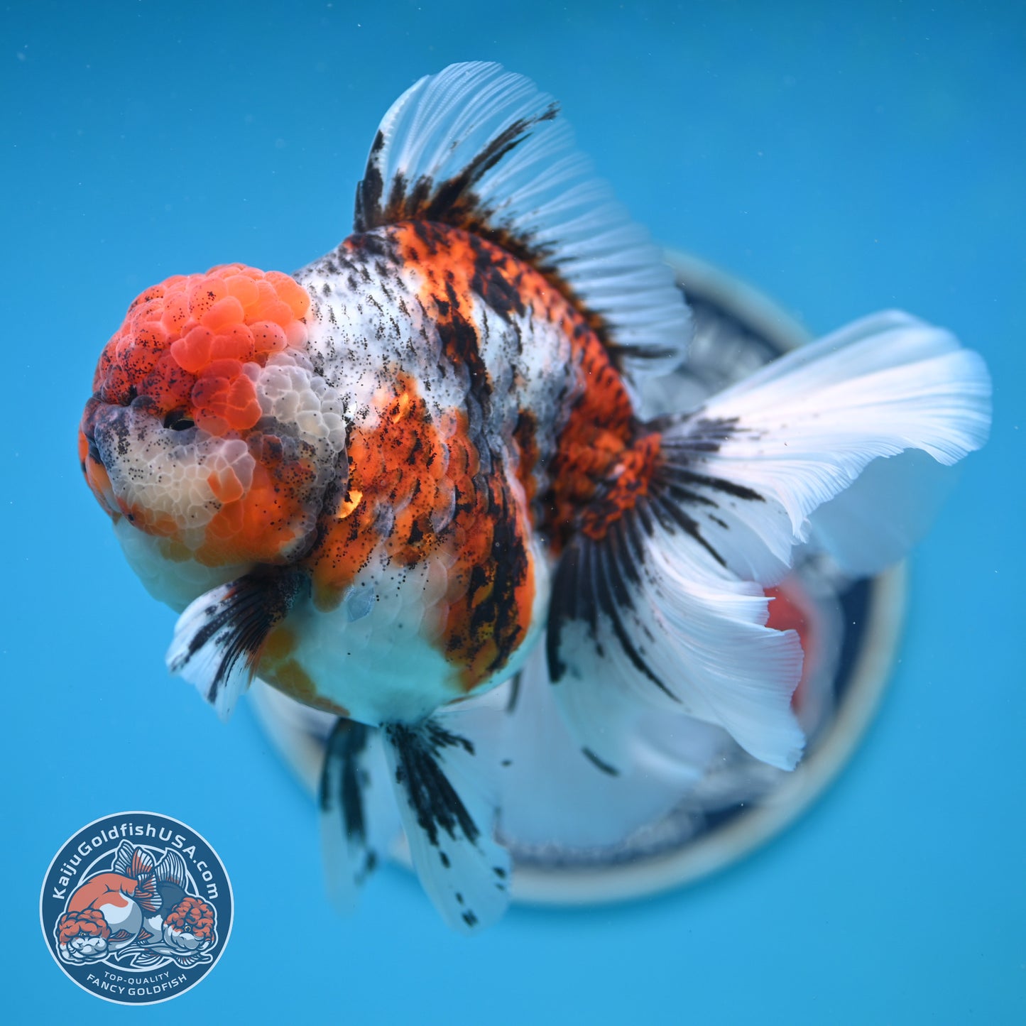 Tricolor Tiger Rose Tail Oranda 4 inches Body (250502_OR10)