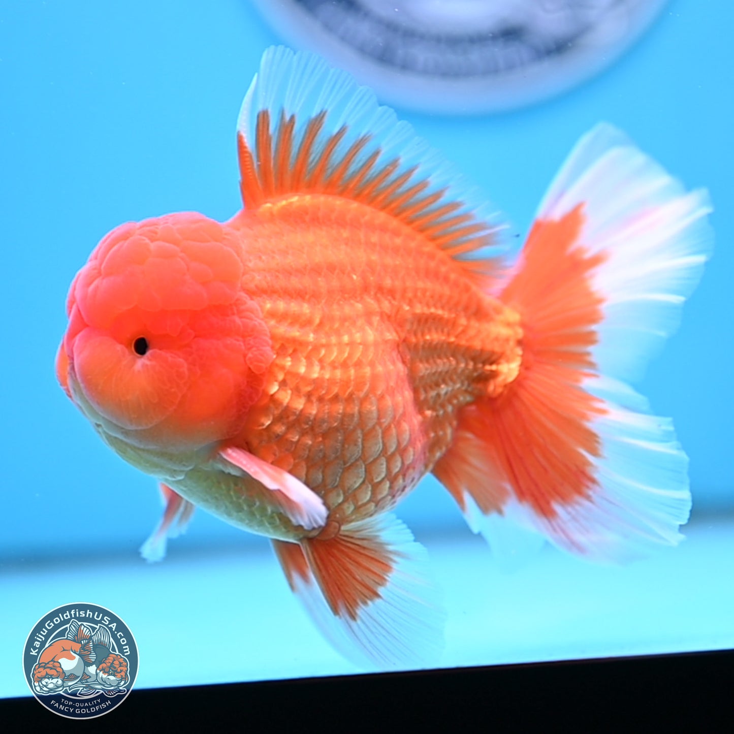 Classic Red Rose Tail Oranda 4 inches Body - Male (250404_OR10)