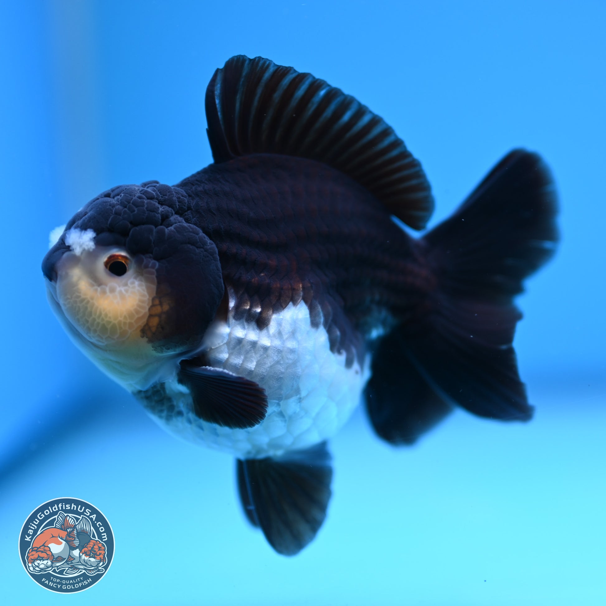 Panda YuanBao Oranda 3.5 inches Body - Male (241227_OR10) - Kaiju Goldfish USA