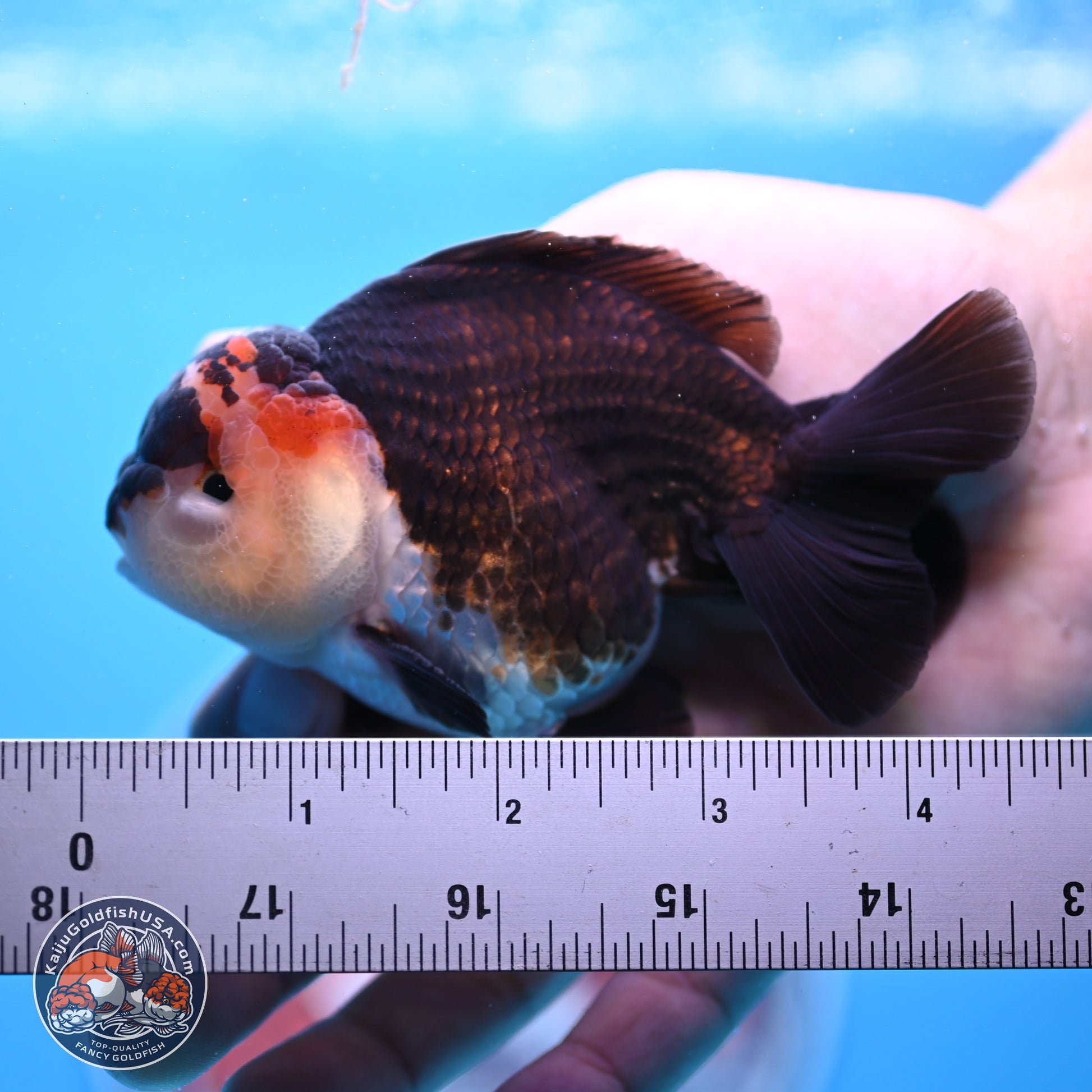 Tricolor Oranda 3.5-4.5 inches (240913_OR10) - Kaiju Goldfish USA