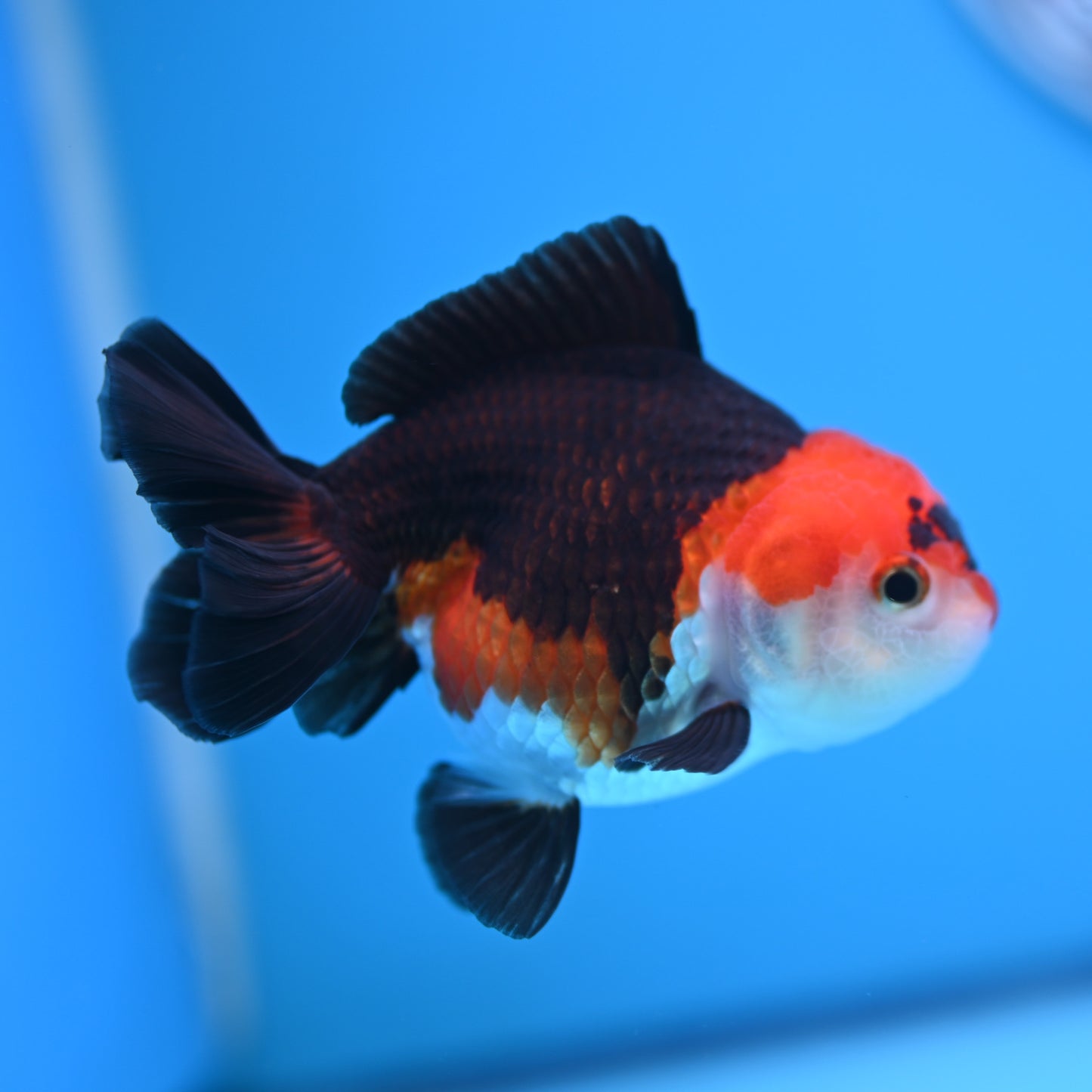 Tricolor Oranda 3.5-4 inches (241011_OR10) - Kaiju Goldfish USA