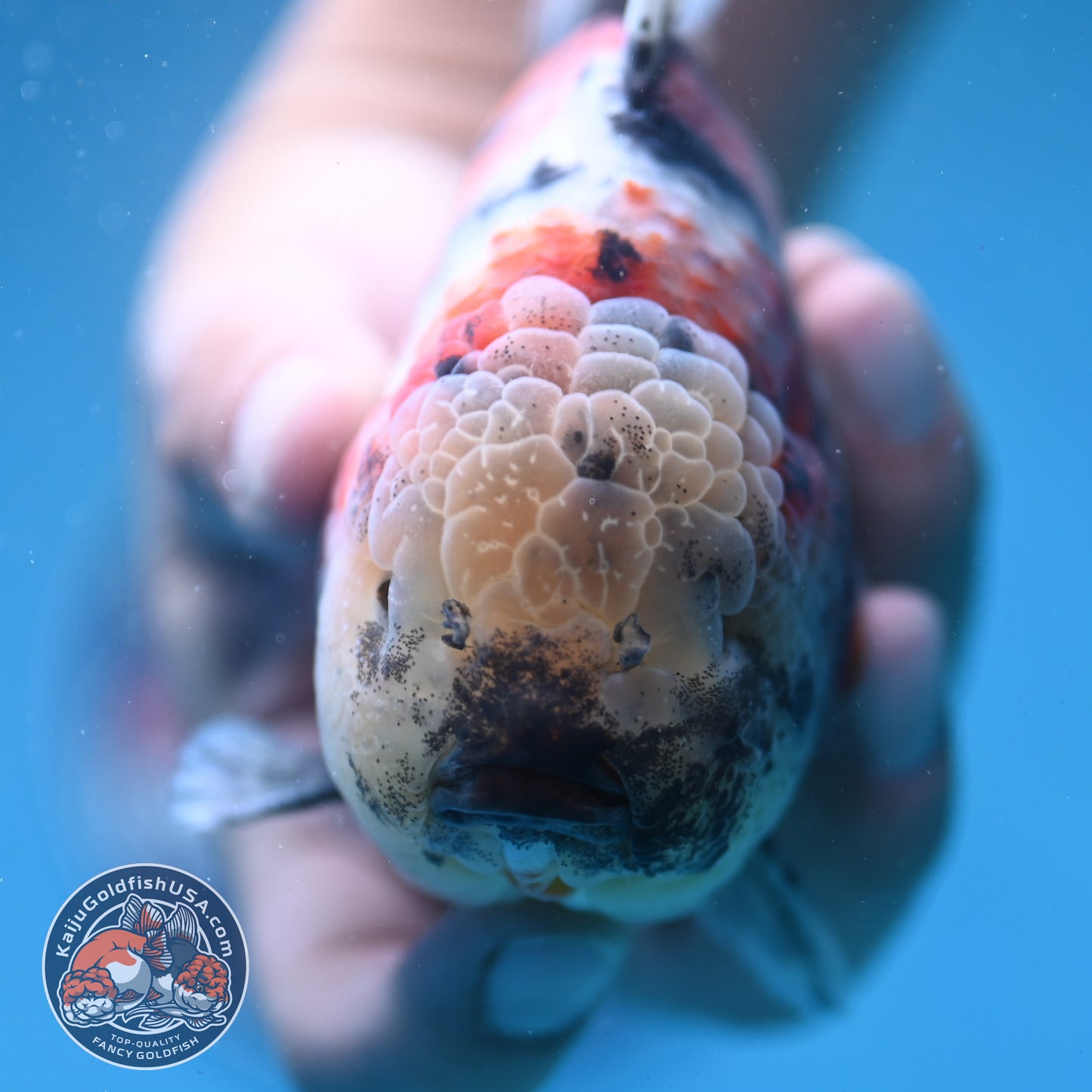 Sakura Tricolor Tiger Oranda 4 inch Body (250919_OR10)