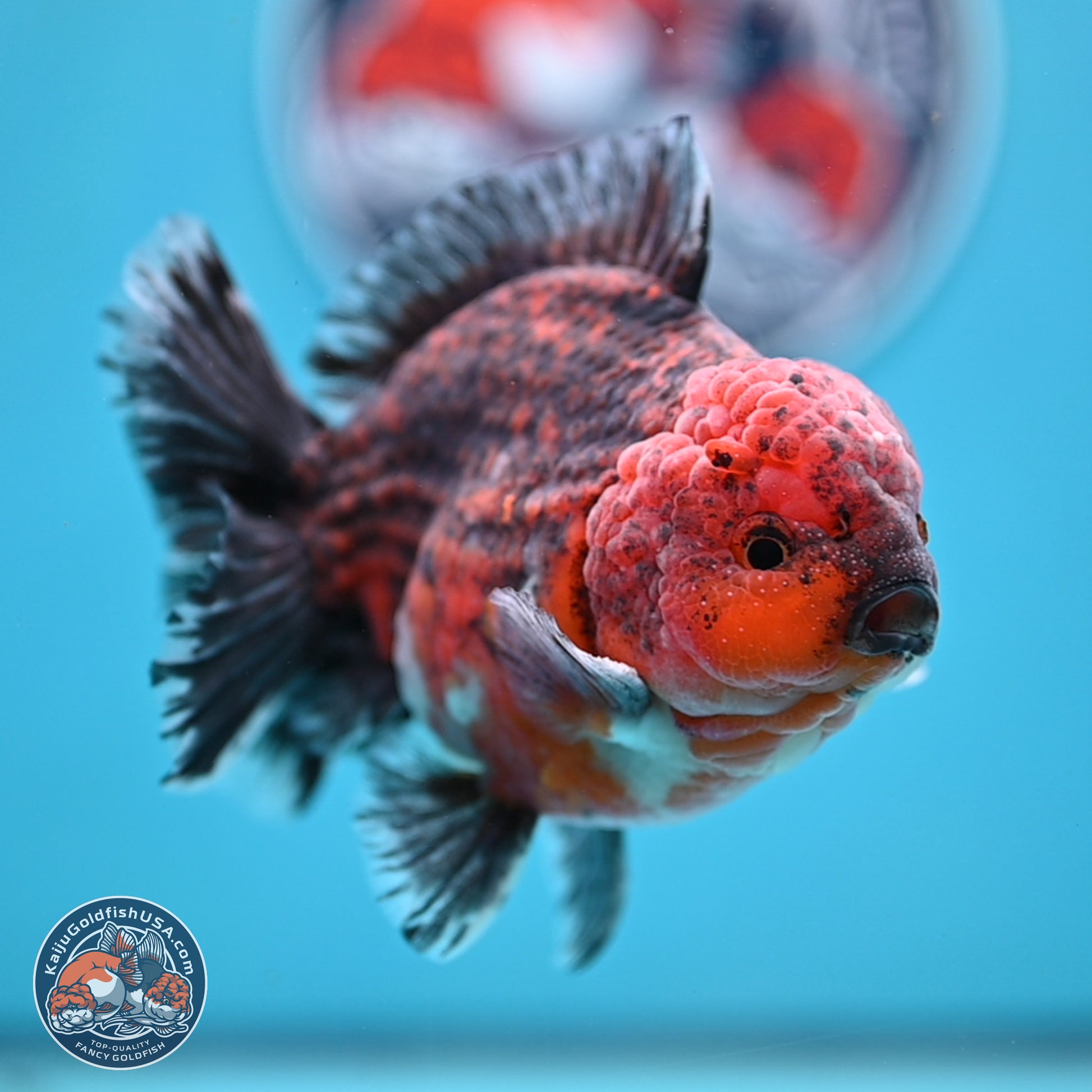 Red Kirin YuanBao Oranda 5 inches - Male (241129_OR10) - Kaiju Goldfish USA