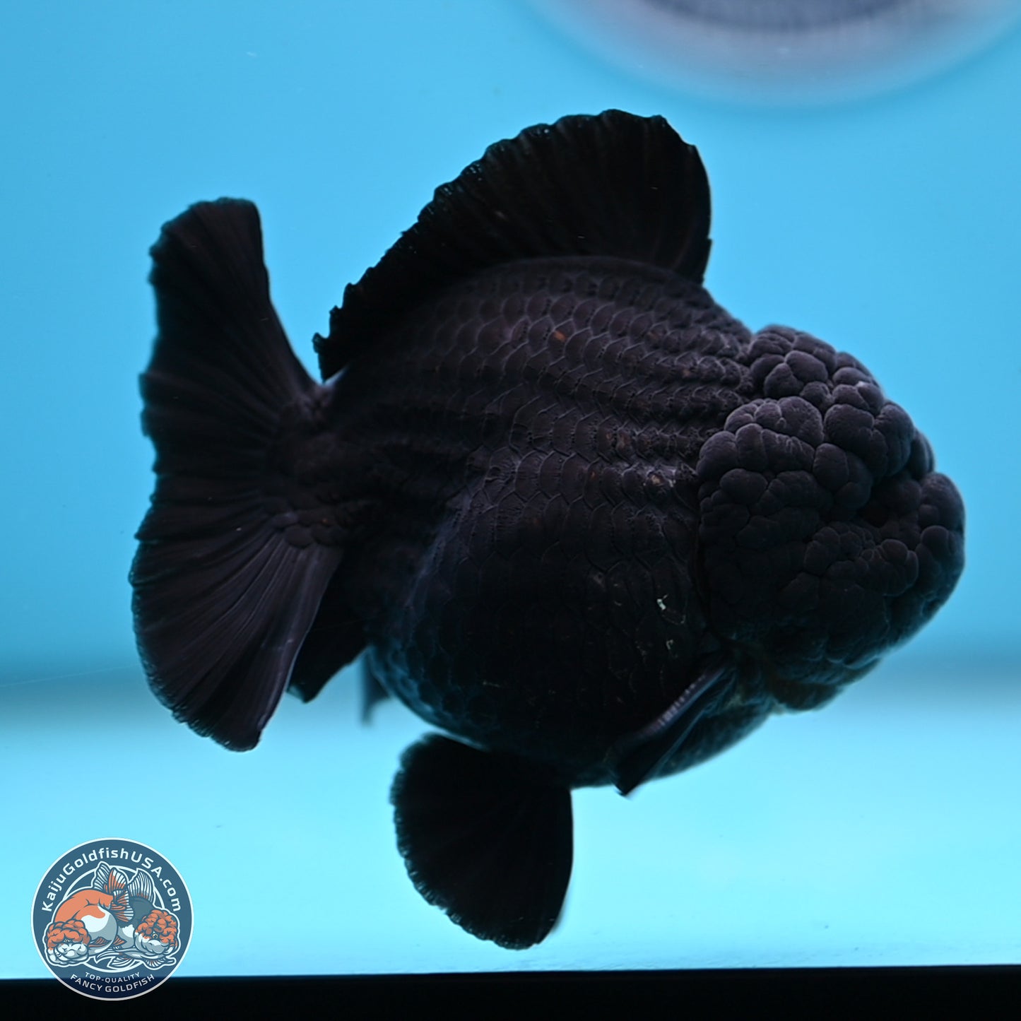 Shogun Jet Black Oranda 3.5 inches Body - Male (250207_OR10)