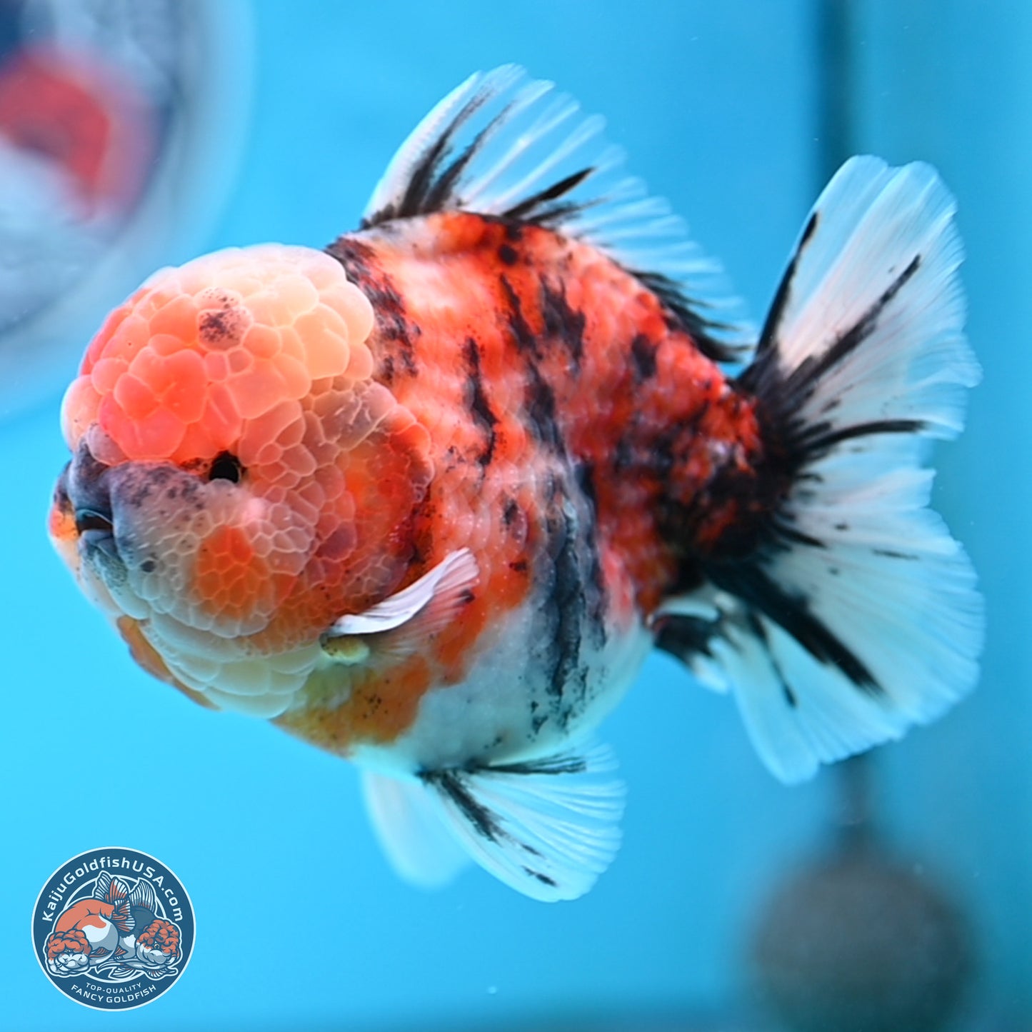 Tricolor Tiger YuanBao Oranda 3.5 inches Body - Male (250314_OR10)