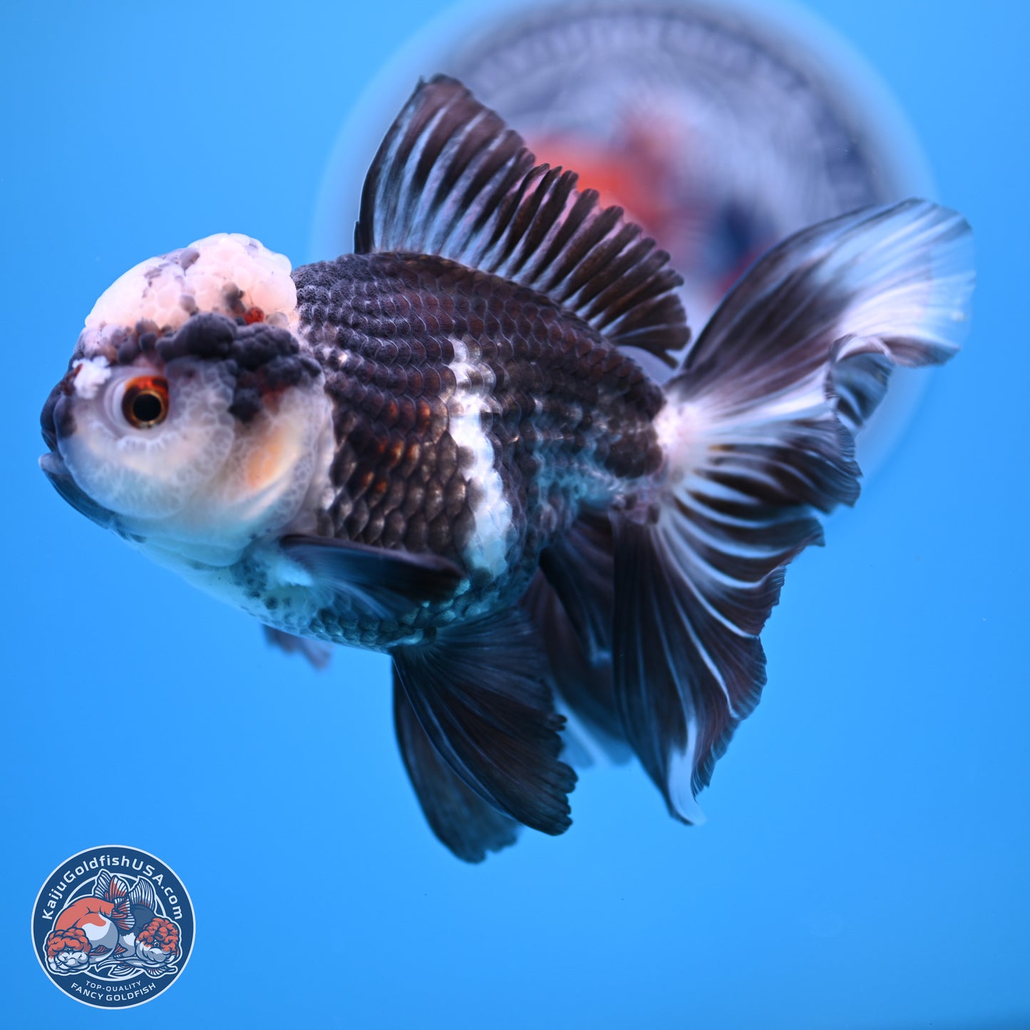 Panda Rose Tail Oranda 4.5 inches - Male (241206_OR10) - Kaiju Goldfish USA