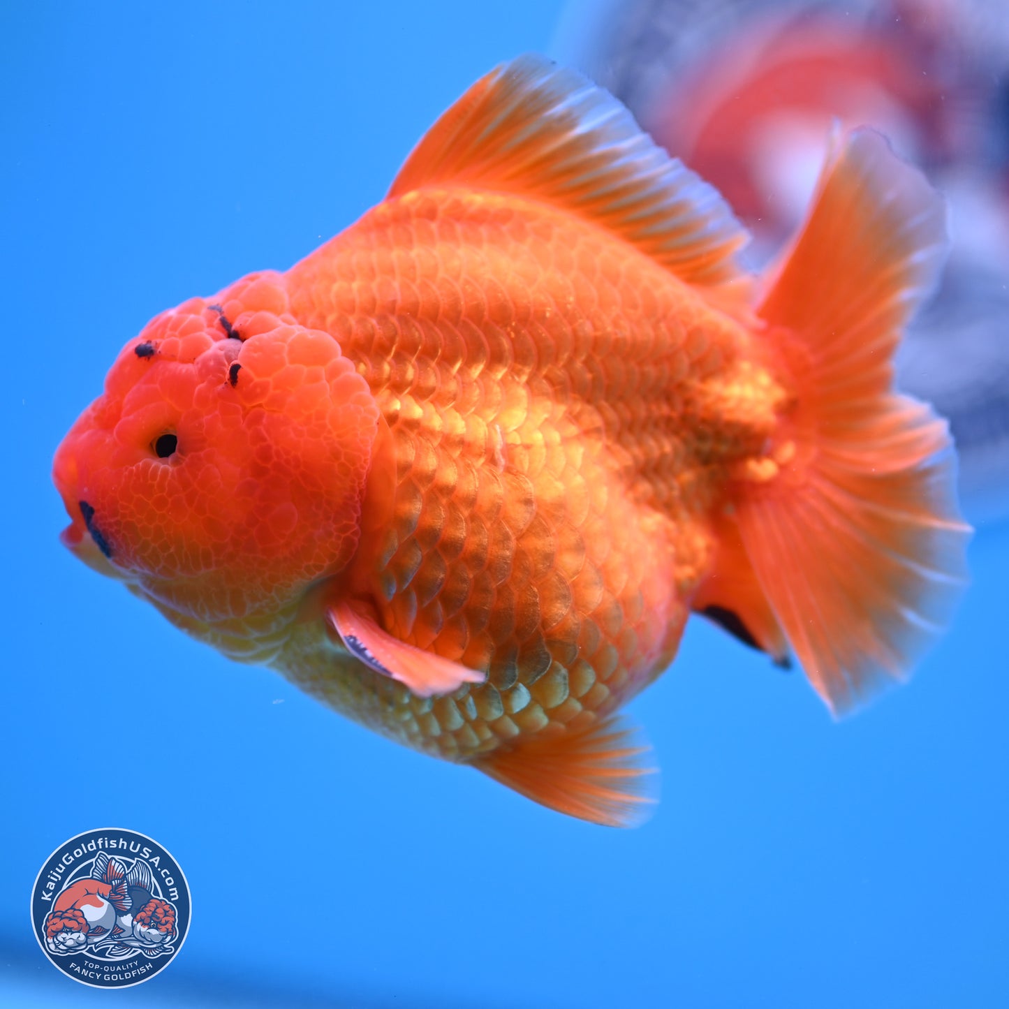 A Grade Shogun Classic Gold Short Tail Oranda 4-4.5 inches (240906_OR10) - Kaiju Goldfish USA