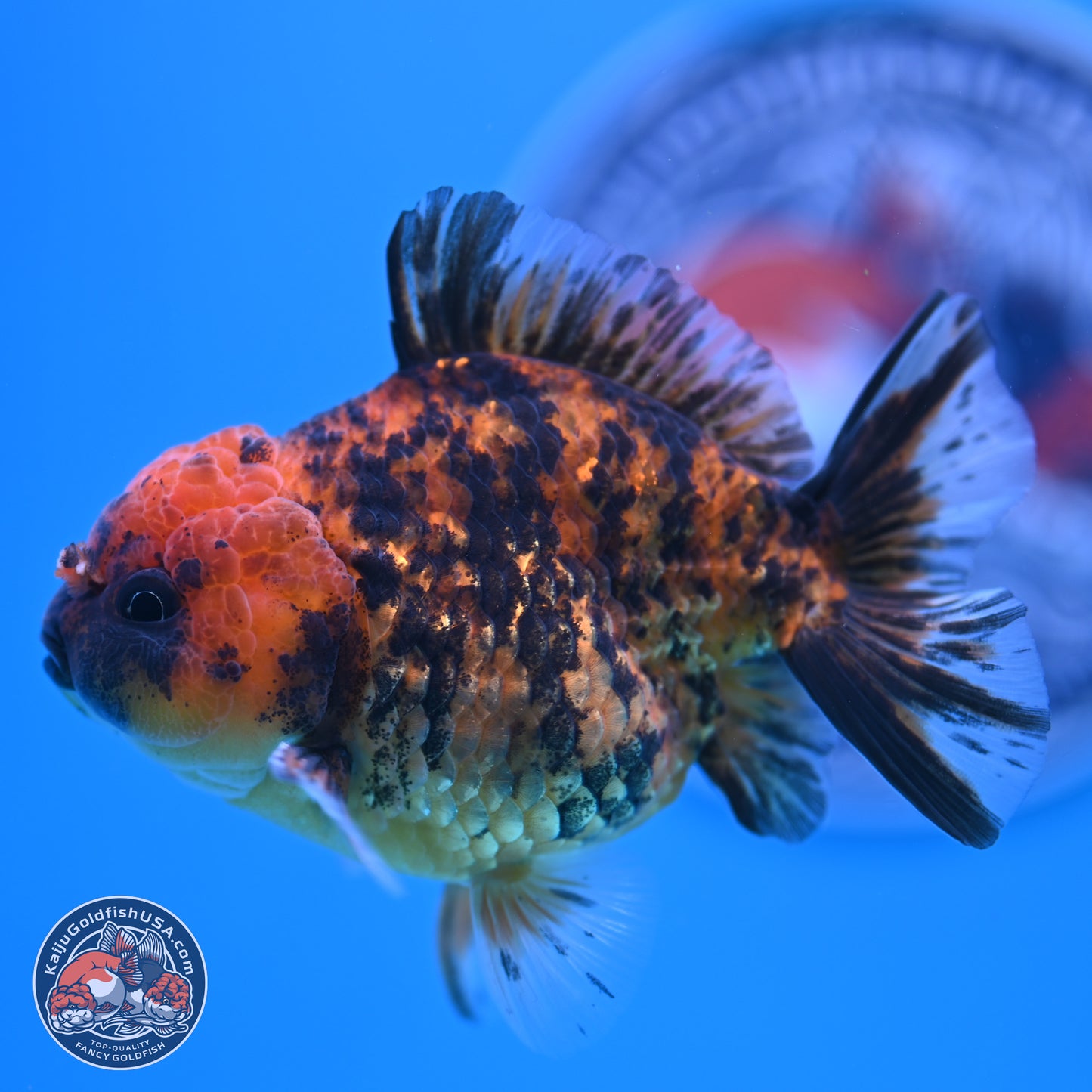 Shogun Tiger YuanBao Oranda 3.5in Body (240802_OR10) - Kaiju Goldfish USA