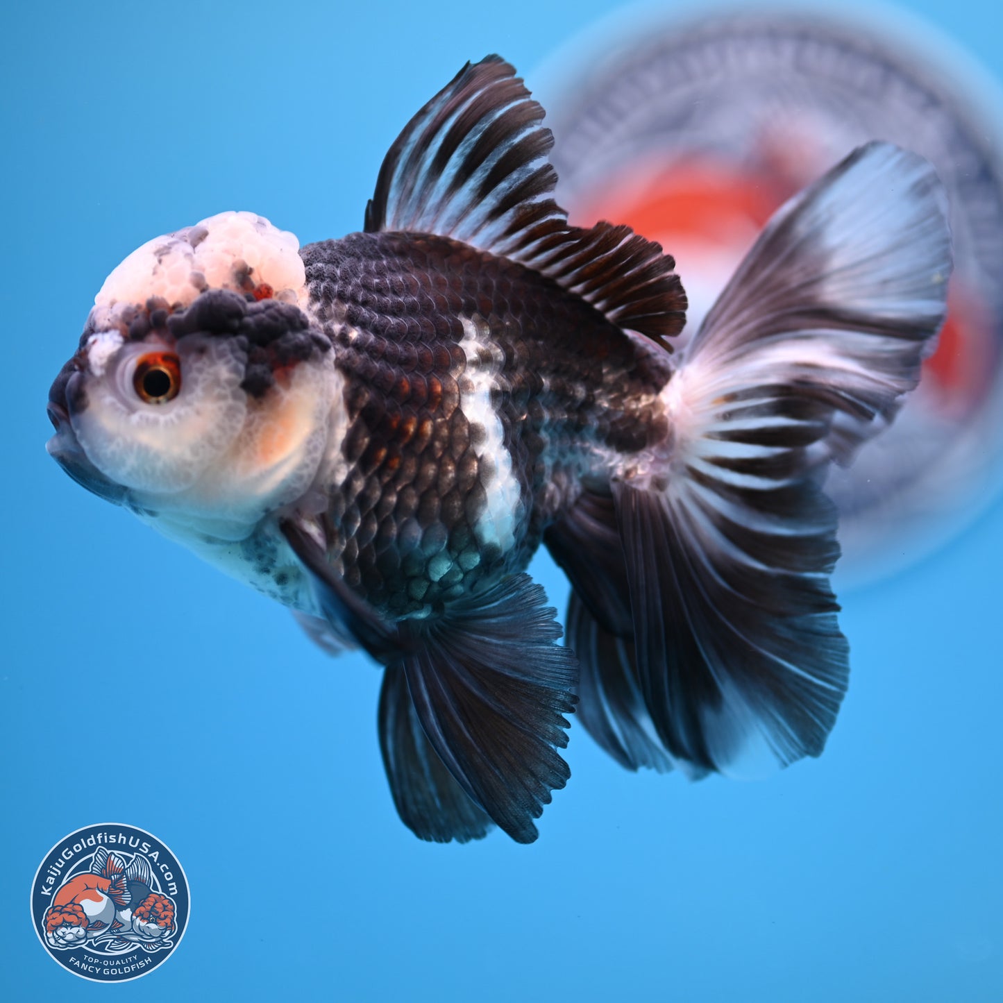 Panda Rose Tail Oranda 4.5 inches - Male (241206_OR10) - Kaiju Goldfish USA