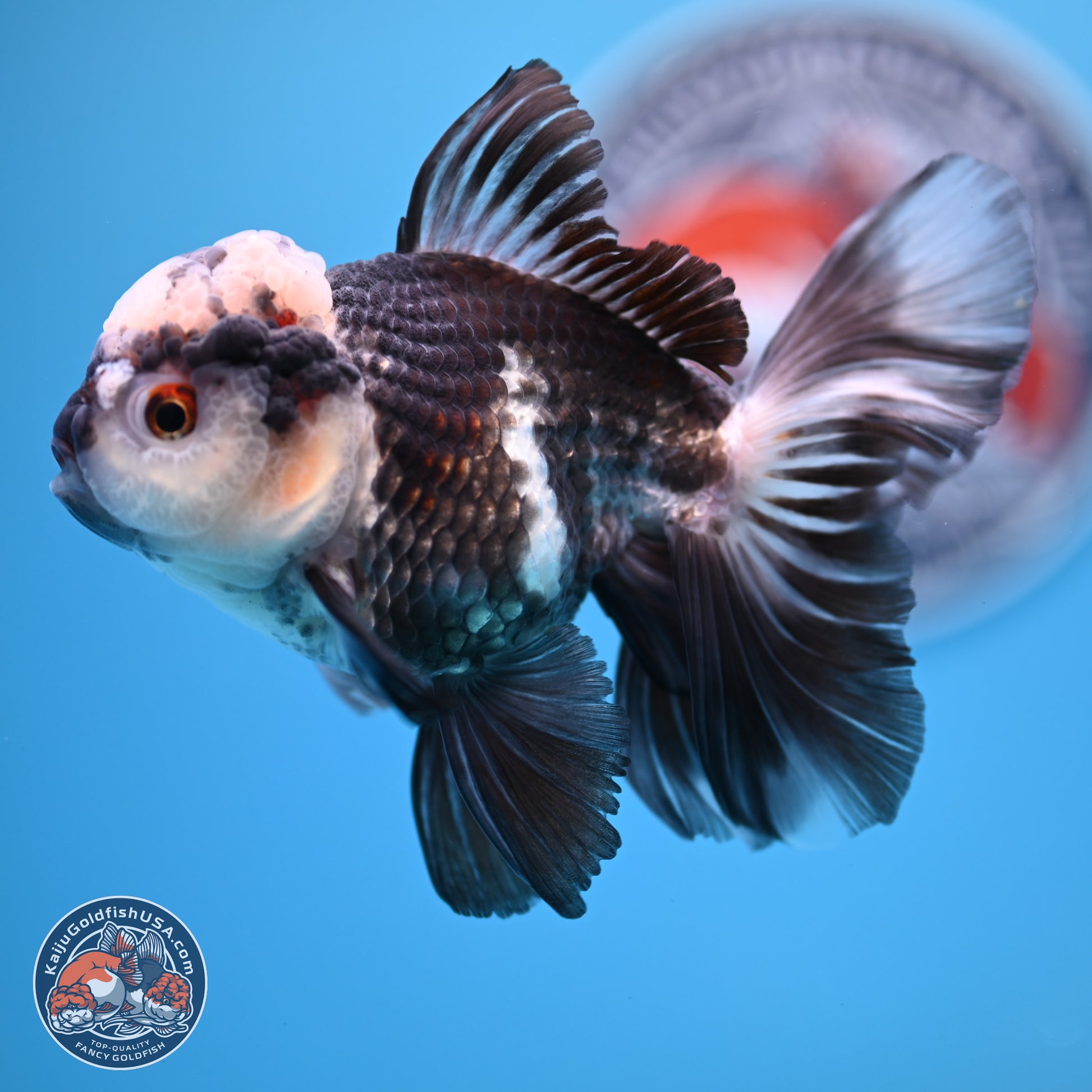 Panda Rose Tail Oranda 4.5 inches - Male (241206_OR10) - Kaiju Goldfish USA