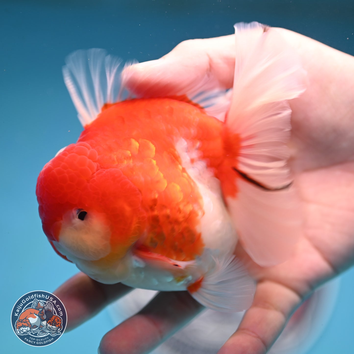 Tricolor Sakura Rose Tail Oranda 3.5 inches Body - Male (250214_OR10)