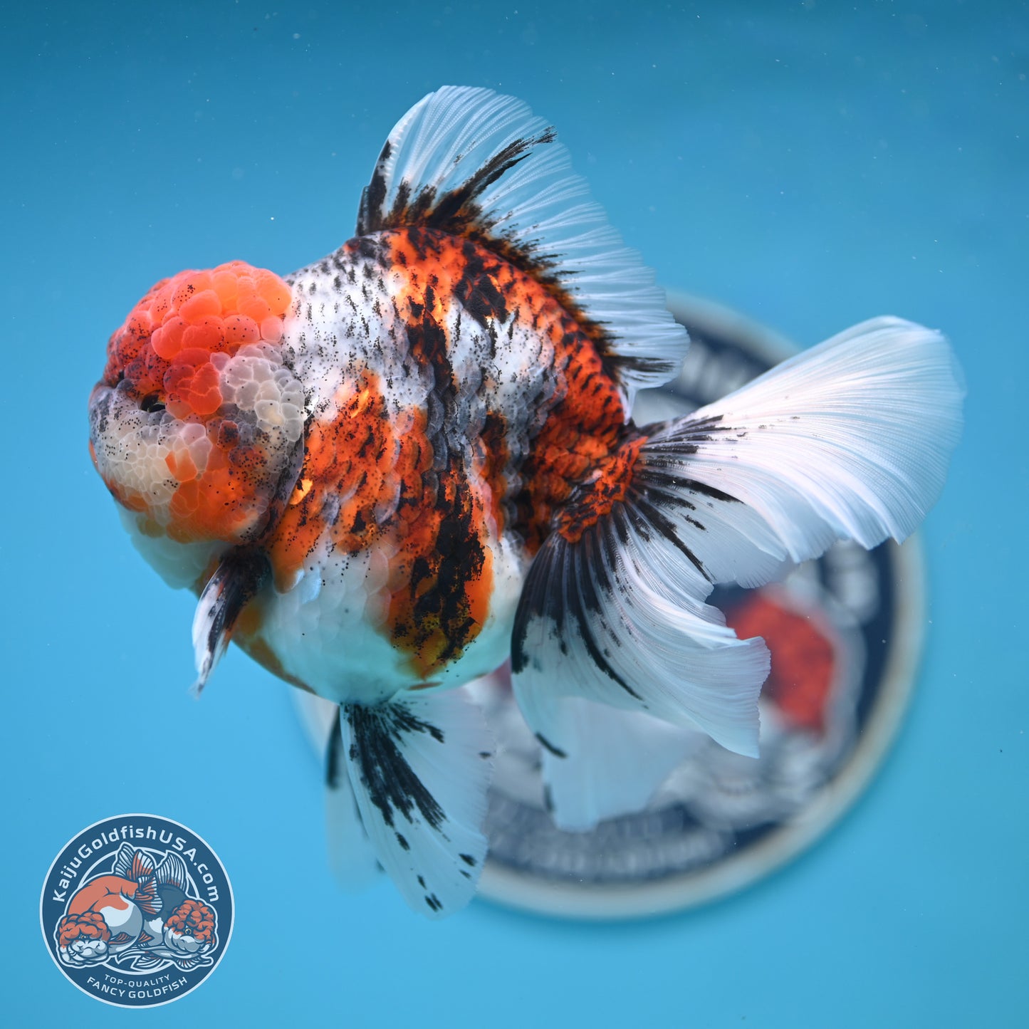 Tricolor Tiger Rose Tail Oranda 4 inches Body (250502_OR10)
