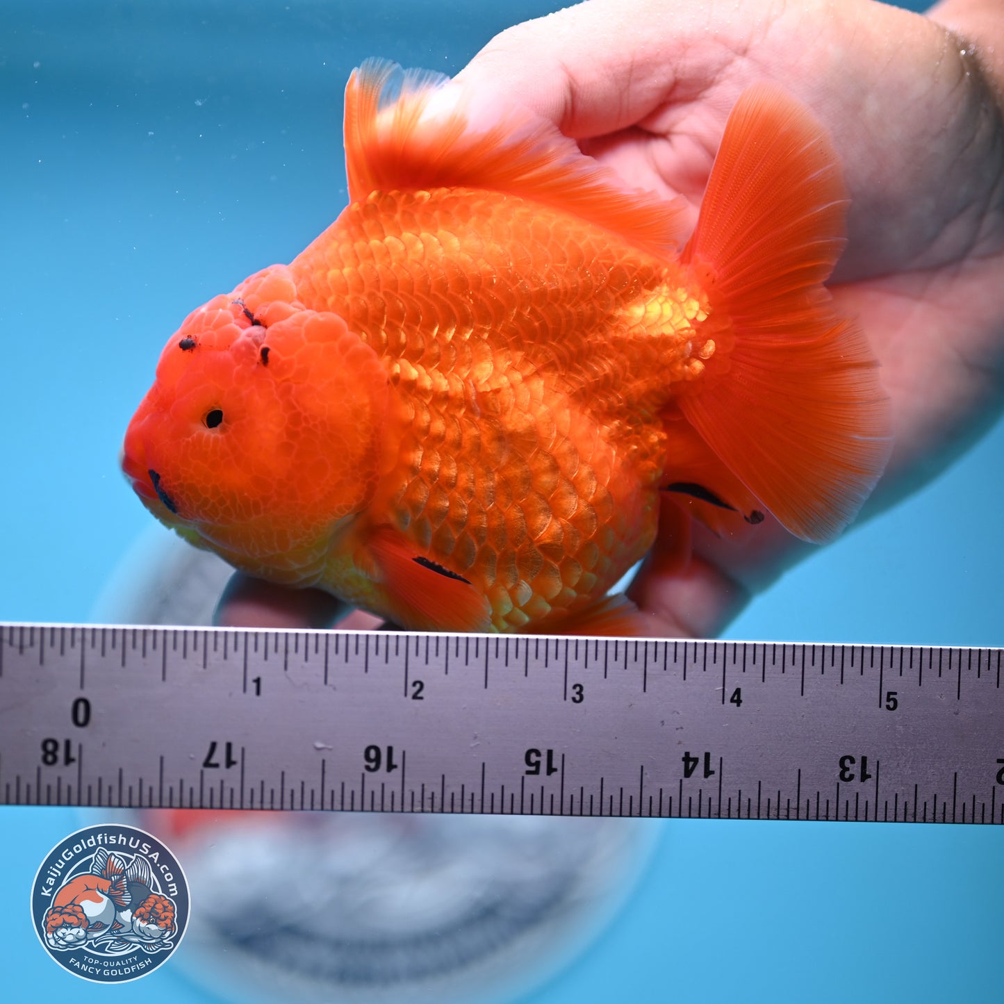 A Grade Shogun Classic Gold Short Tail Oranda 4-4.5 inches (240906_OR10) - Kaiju Goldfish USA