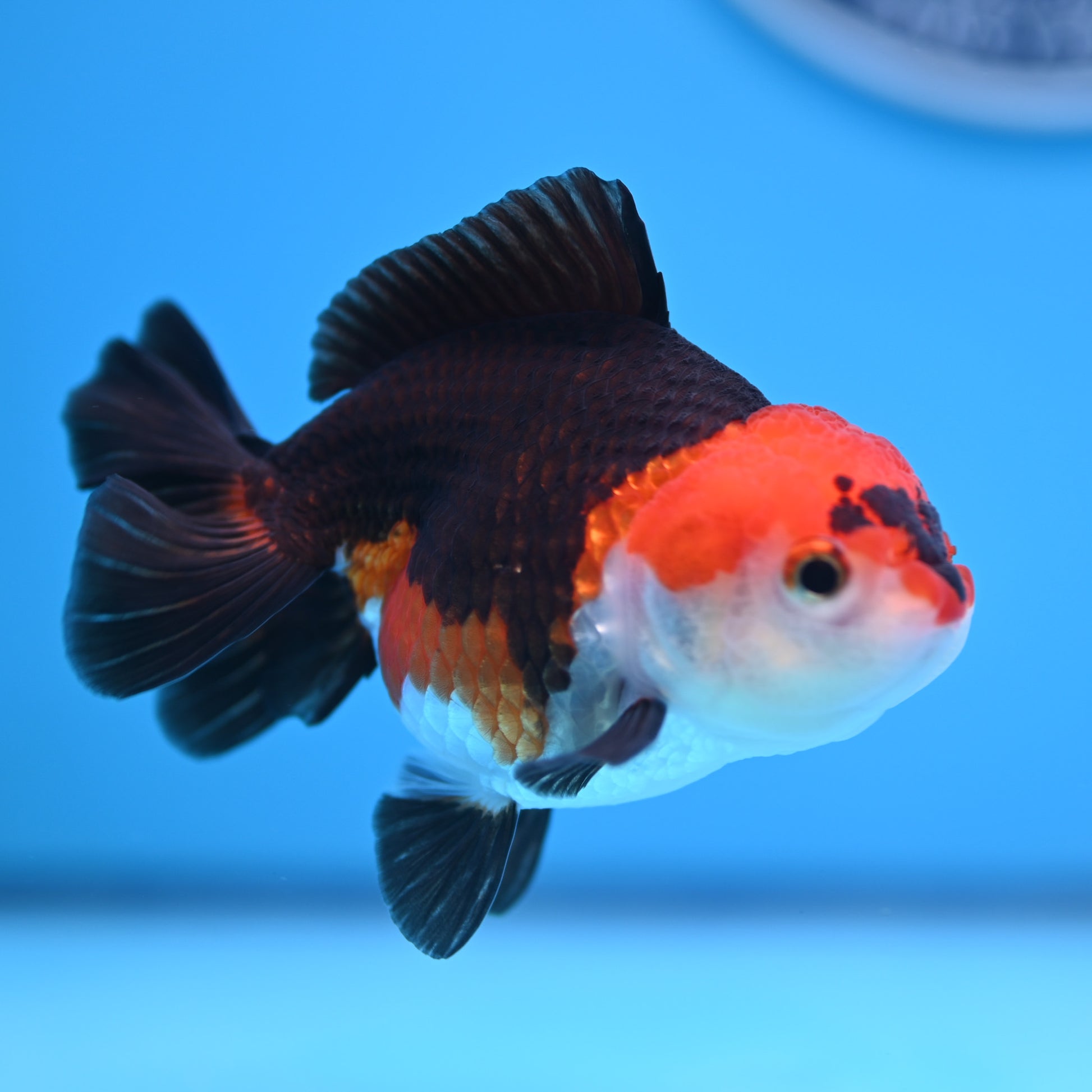 Tricolor Oranda 3.5-4 inches (241011_OR10) - Kaiju Goldfish USA