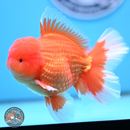 Classic Red Rose Tail Oranda 4 inches Body - Male (250404_OR10)