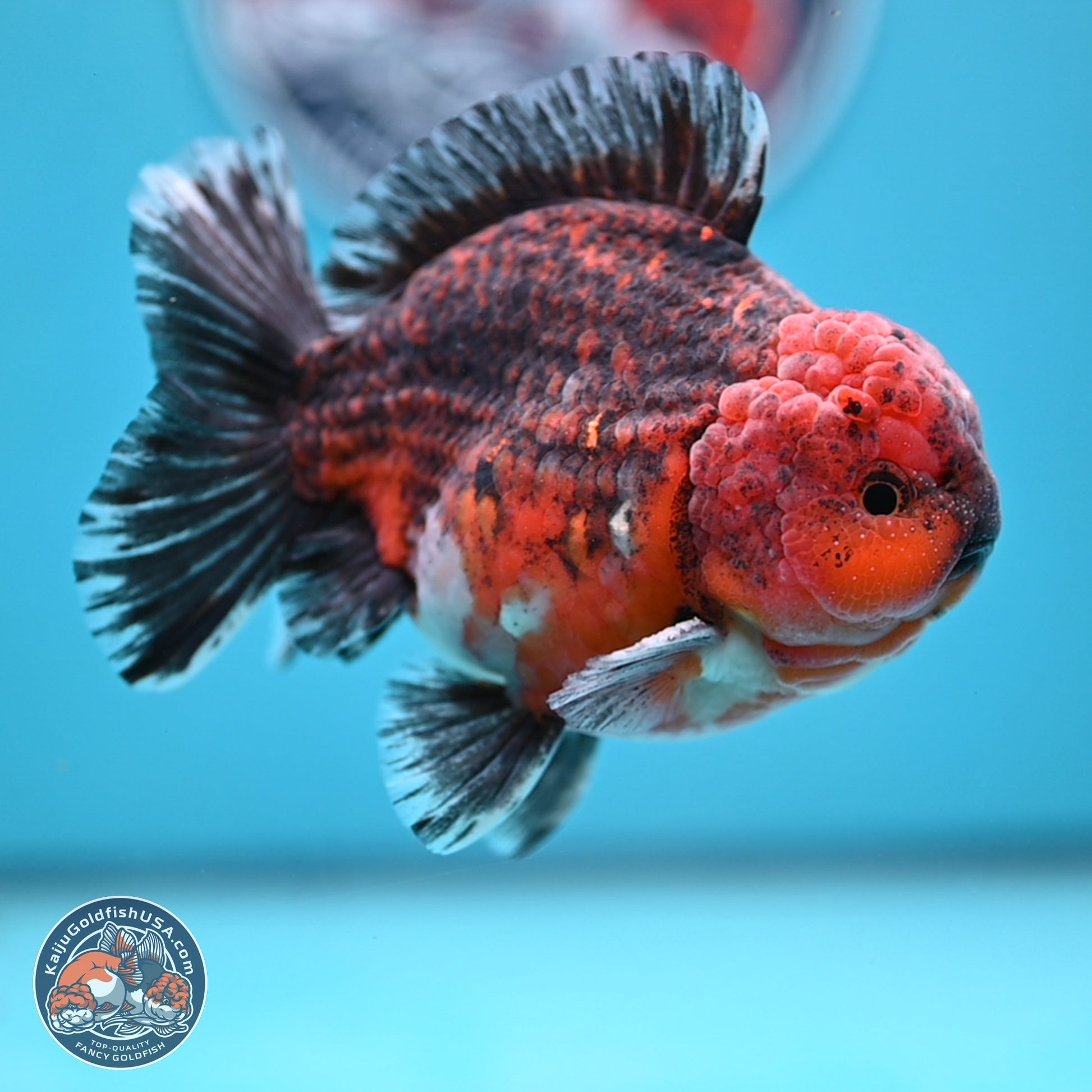 Red Kirin YuanBao Oranda 5 inches - Male (241129_OR10) - Kaiju Goldfish USA