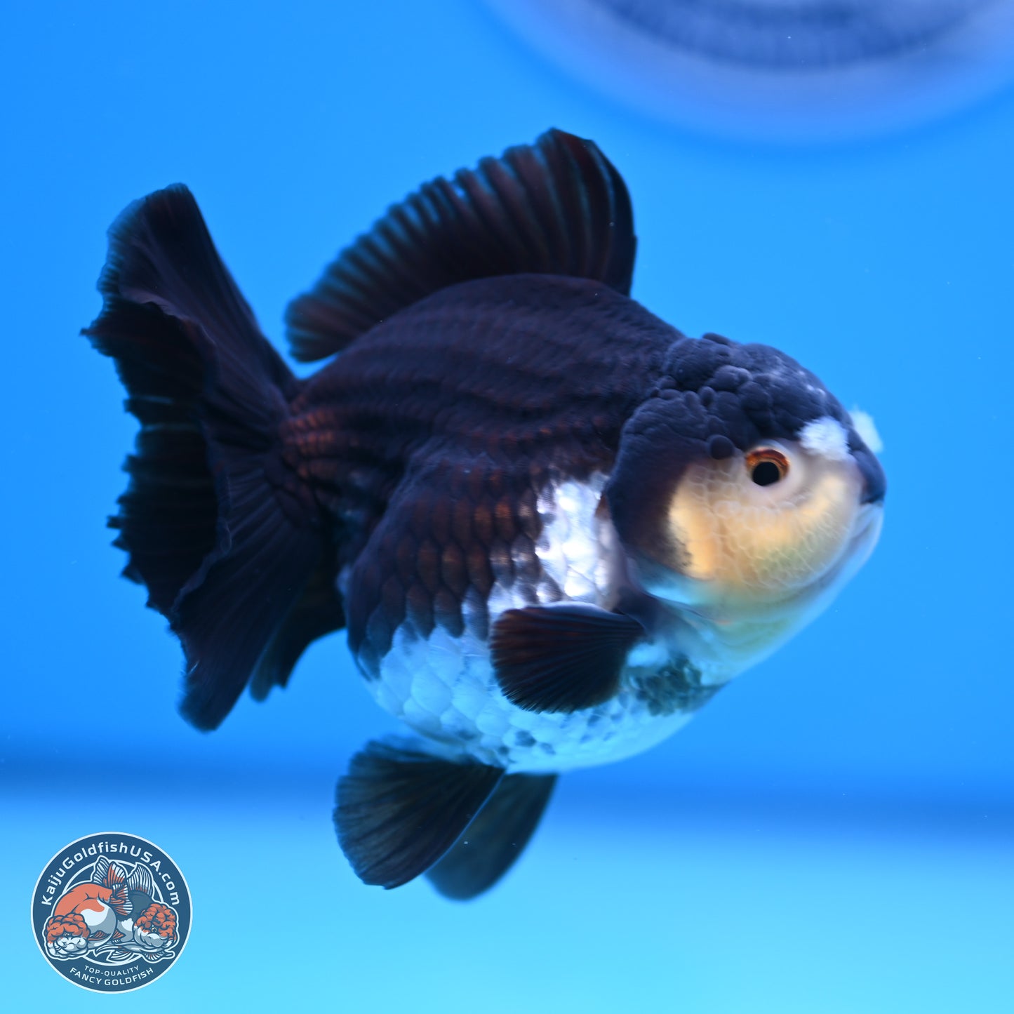 Panda YuanBao Oranda 3.5 inches Body - Male (241227_OR10) - Kaiju Goldfish USA