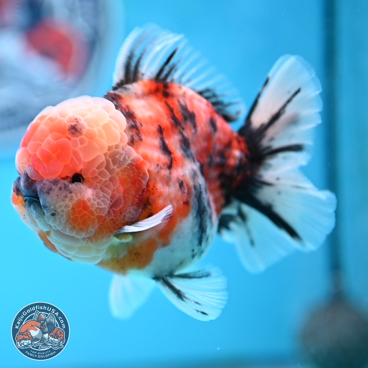 Tricolor Tiger YuanBao Oranda 3.5 inches Body - Male (250314_OR10)