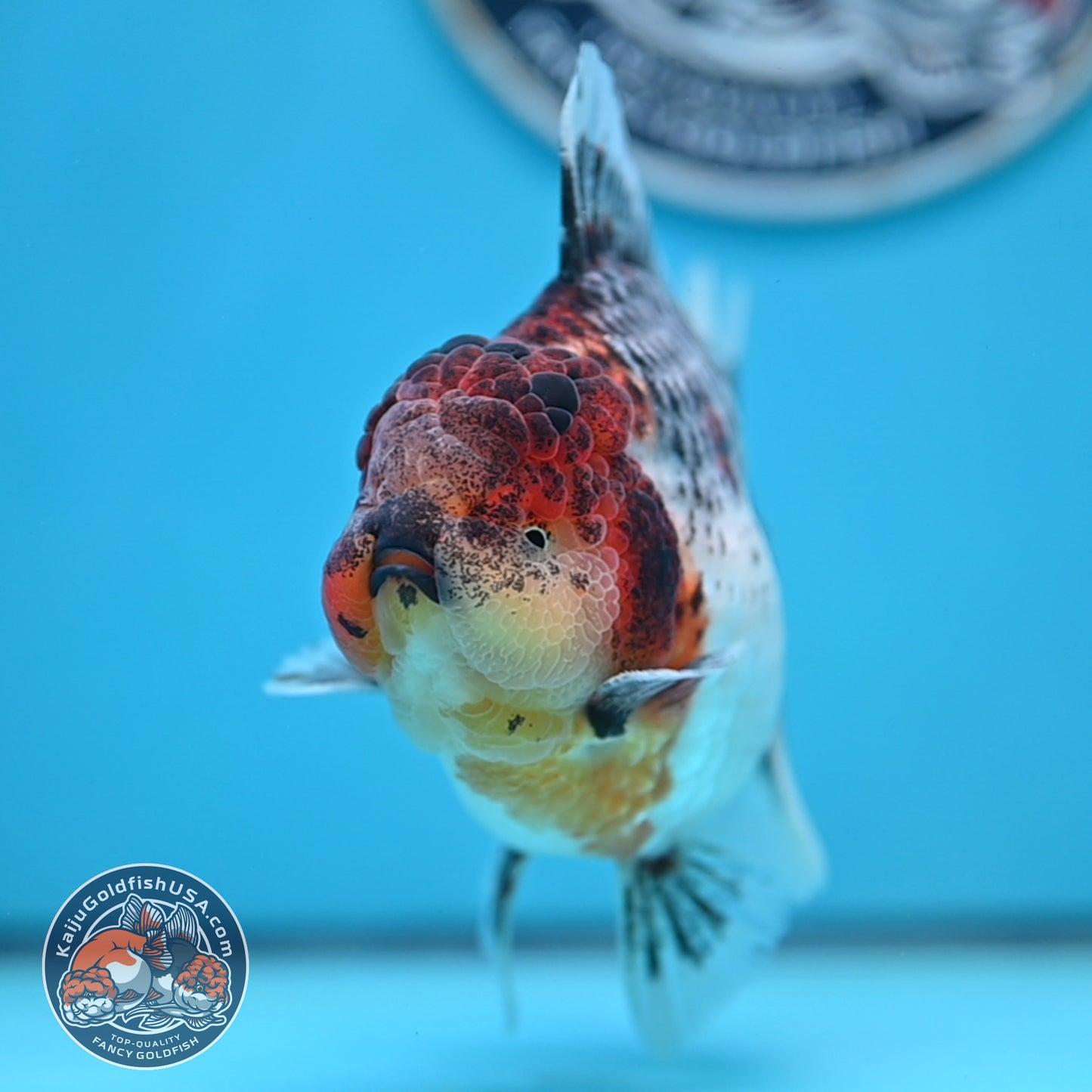 Grey Kirin Rose Tail Oranda 4 inches Body (250516_OR10)